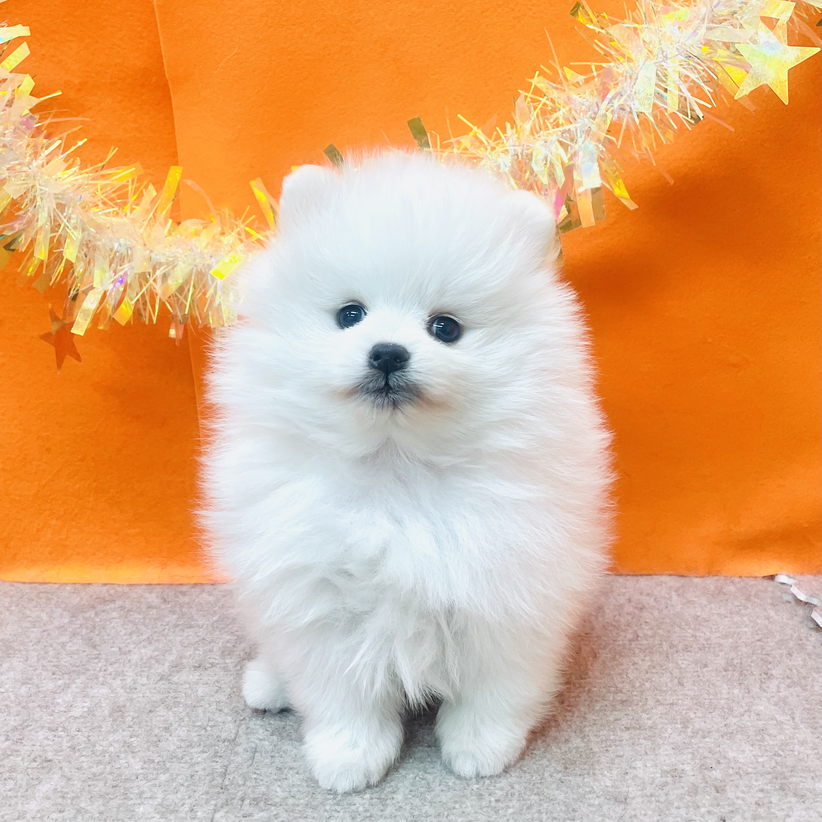 大阪府のポメラニアン (犬の家＆猫の里吹田店/2026年1月28日生まれ/男の子/クリーム)の子犬の4枚目の画像