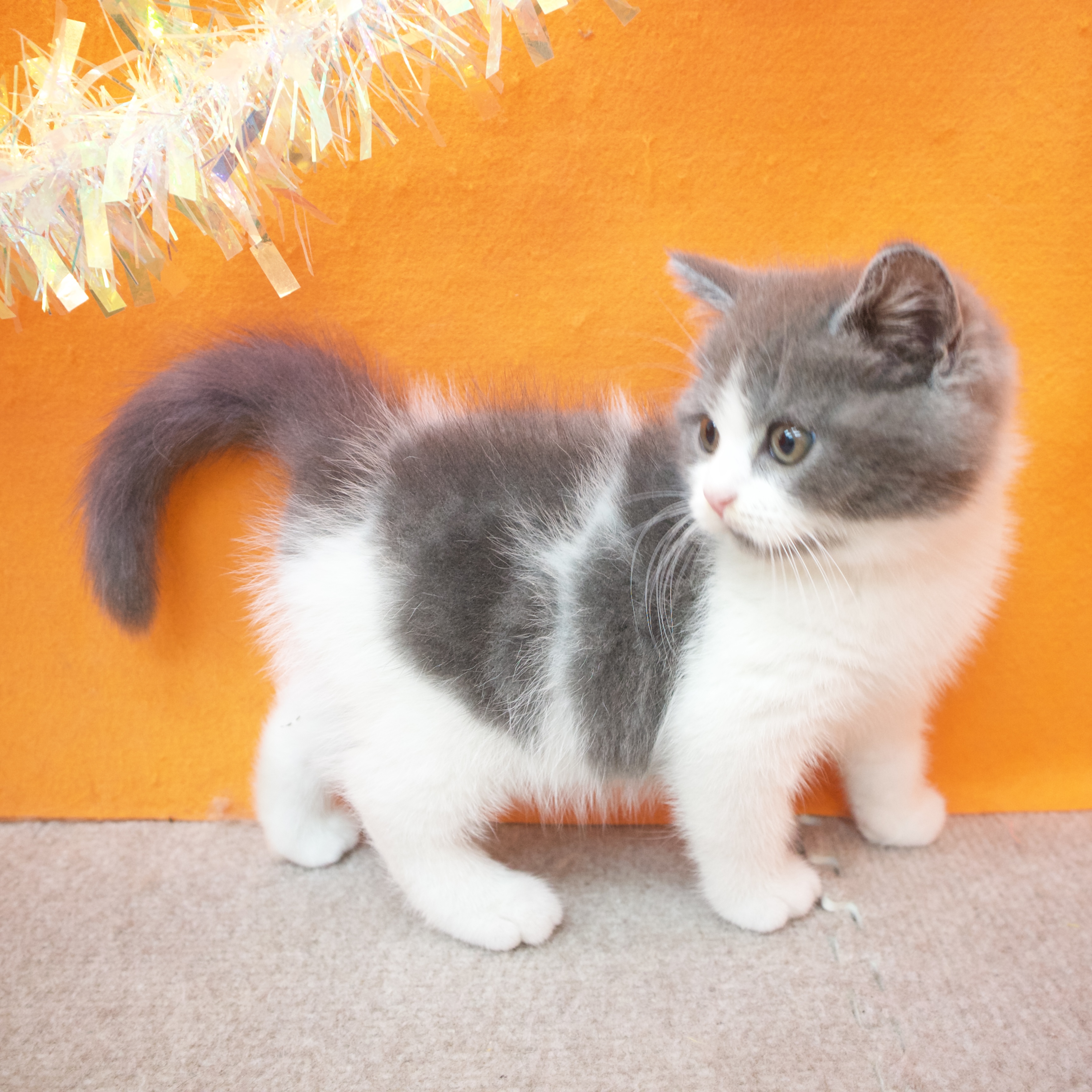 大阪府のブリティッシュショートヘアー (犬の家＆猫の里吹田店/2025年9月28日生まれ/男の子/ブルーホワイト)の子猫の4枚目の画像