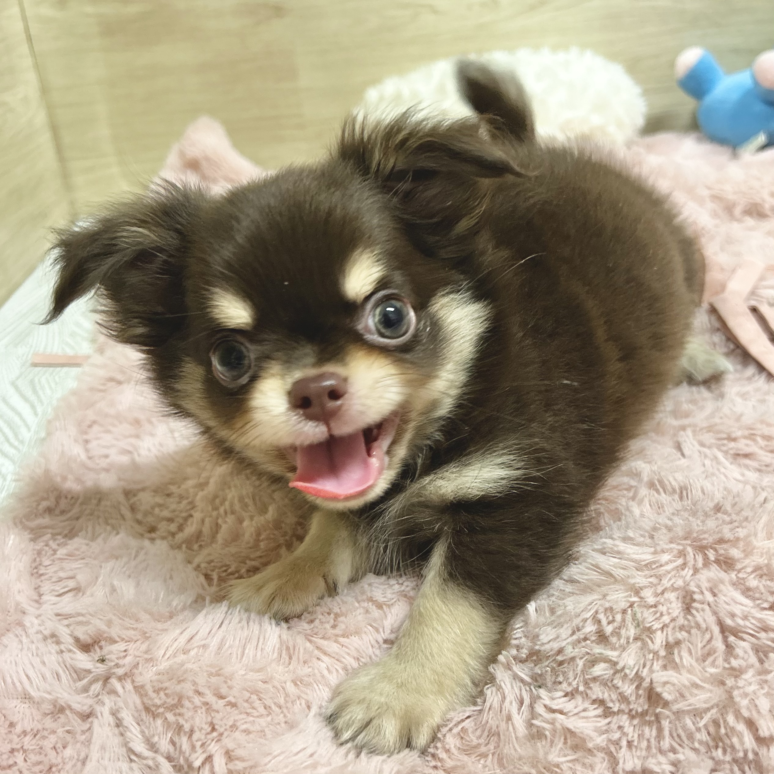 大阪府のチワワ(ロング) (犬の家＆猫の里そよら東岸和田店/2026年5月13日生まれ/男の子/チョコレートクリーム)の子犬の4枚目の画像