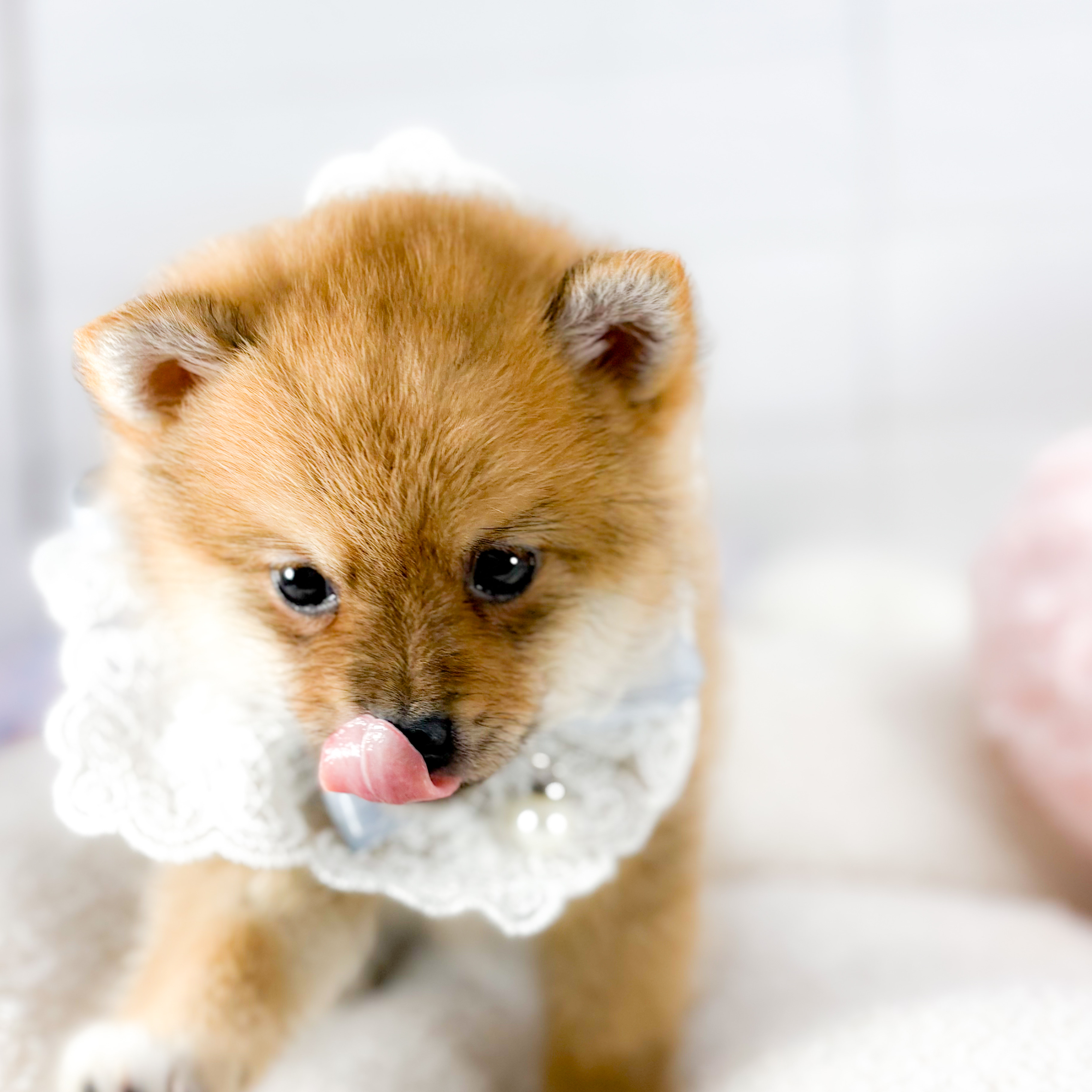 神奈川県のポメ柴/豆ポメ/ポメ豆柴(ポメラニアン×柴犬) (犬の家＆猫の里元住吉ブレーメン通り店/2025年9月8日生まれ/男の子/赤)の子犬の4枚目の画像