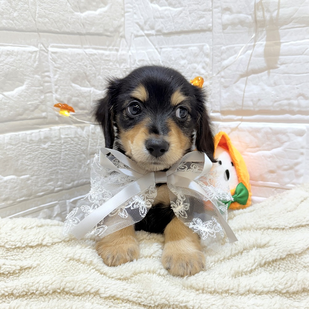 静岡県のミニチュアダックスフンド(ロング) (犬の家＆猫の里富士店/2025年8月4日生まれ/男の子/ブラックタン)の子犬の4枚目の画像