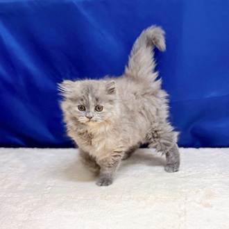 愛知県のブリティッシュロングヘアー (犬の家＆猫の里一宮店/2025年8月7日生まれ/女の子/ブルークリーム)の子猫の4枚目の画像