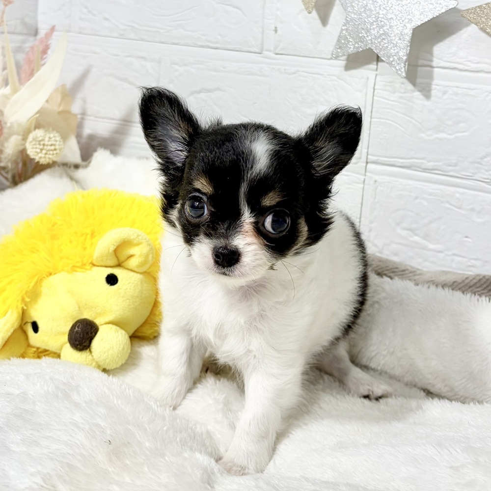 兵庫県のチワワ(ロング) (犬の家＆猫の里ニッケパークタウン加古川店/2026年7月26日生まれ/女の子/ブラックタンホワイト)の子犬の4枚目の画像