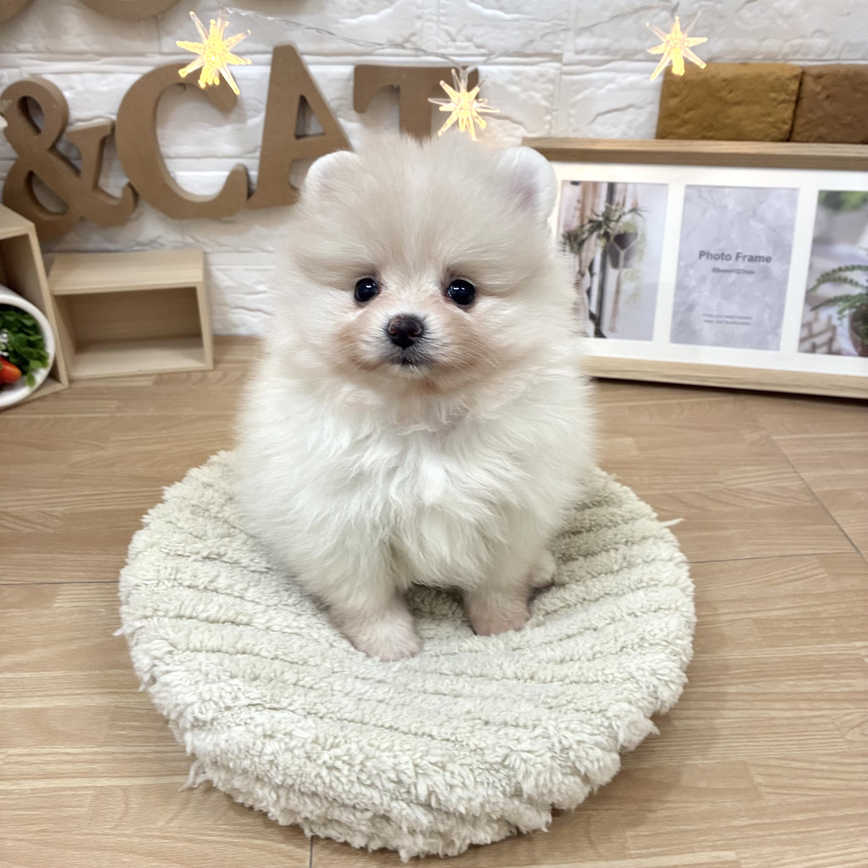 千葉県のポメラニアン (犬の家＆猫の里ワンズモール稲毛店/2026年3月31日生まれ/女の子/クリーム)の子犬の4枚目の画像
