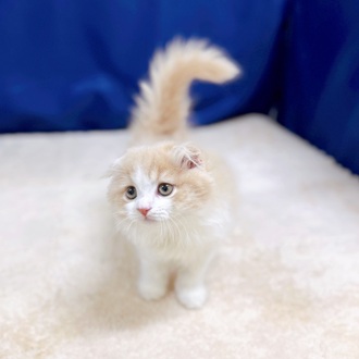 愛知県のスコティッシュフォールド (犬の家＆猫の里一宮店/2025年8月4日生まれ/男の子/クリームタビーホワイト)の子猫の4枚目の画像
