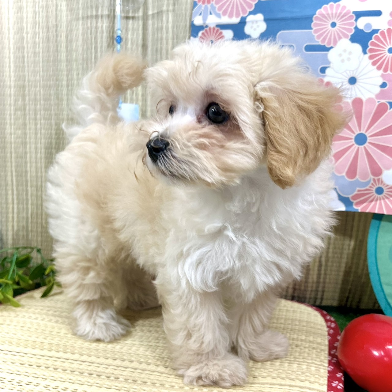神奈川県のマルプー(マルチーズ×プードル) (犬の家＆猫の里小田原店/2026年4月29日生まれ/女の子/アプリコット)の子犬の4枚目の画像
