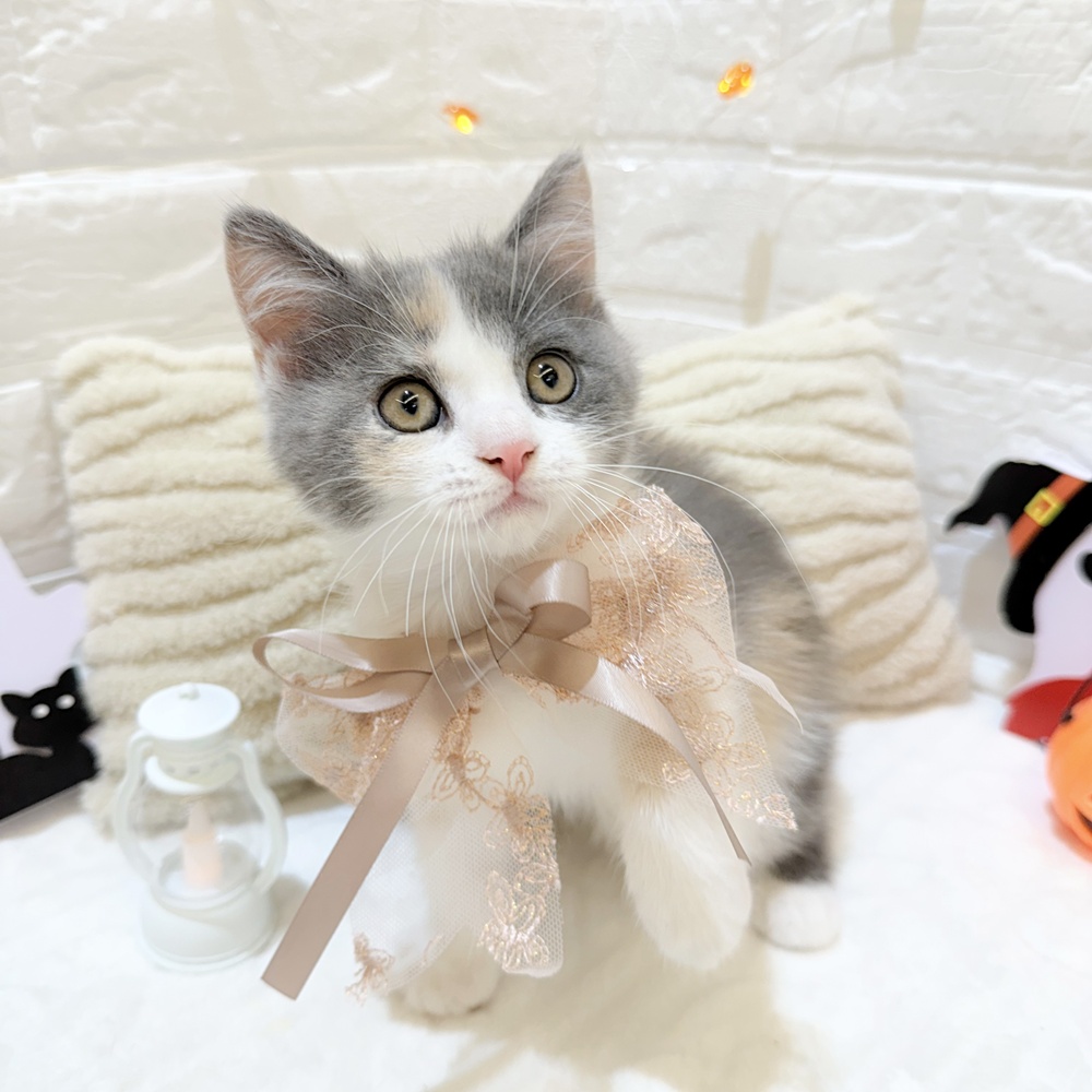 静岡県のマンチカン (犬の家＆猫の里富士店/2025年7月30日生まれ/女の子/ブルーパッチドタビーホワイト)の子猫の4枚目の画像