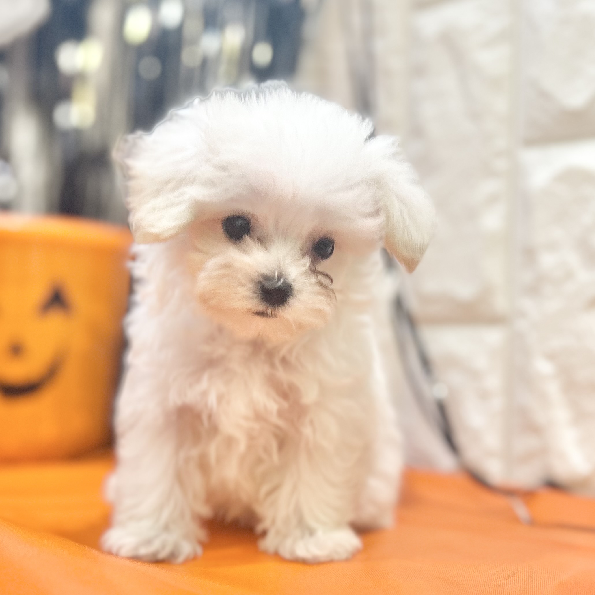 岡山県のマルプー(マルチーズ×プードル) (犬の家＆猫の里倉敷店/2025年8月1日生まれ/男の子/クリーム)の子犬の4枚目の画像
