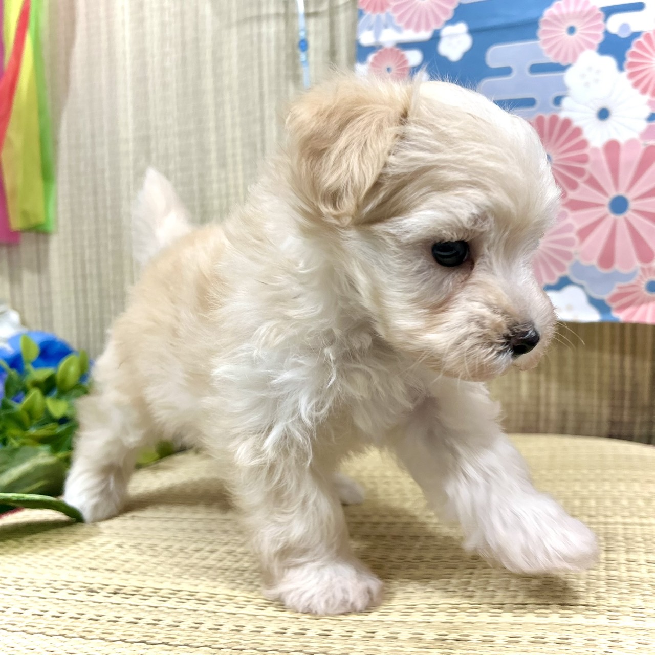 神奈川県のマルプー(マルチーズ×プードル) (犬の家＆猫の里小田原店/2026年5月3日生まれ/男の子/アプリコット)の子犬の4枚目の画像