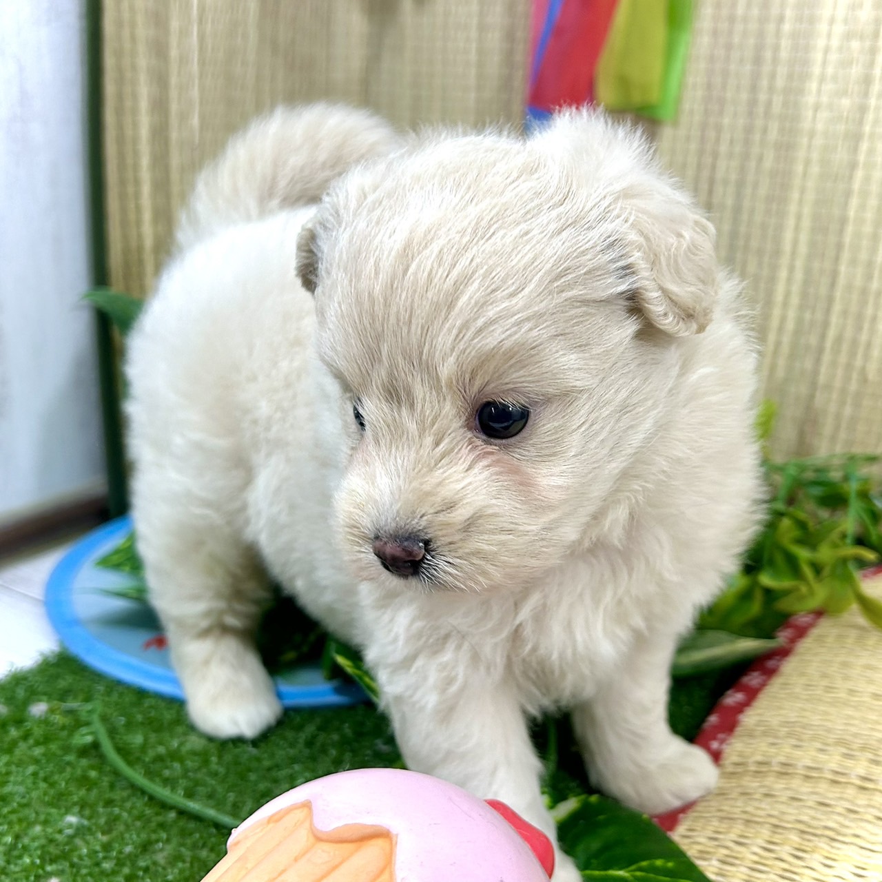 神奈川県のポメプー(ポメラニアン×プードル) (犬の家＆猫の里小田原店/2026年5月5日生まれ/女の子/クリーム)の子犬の4枚目の画像