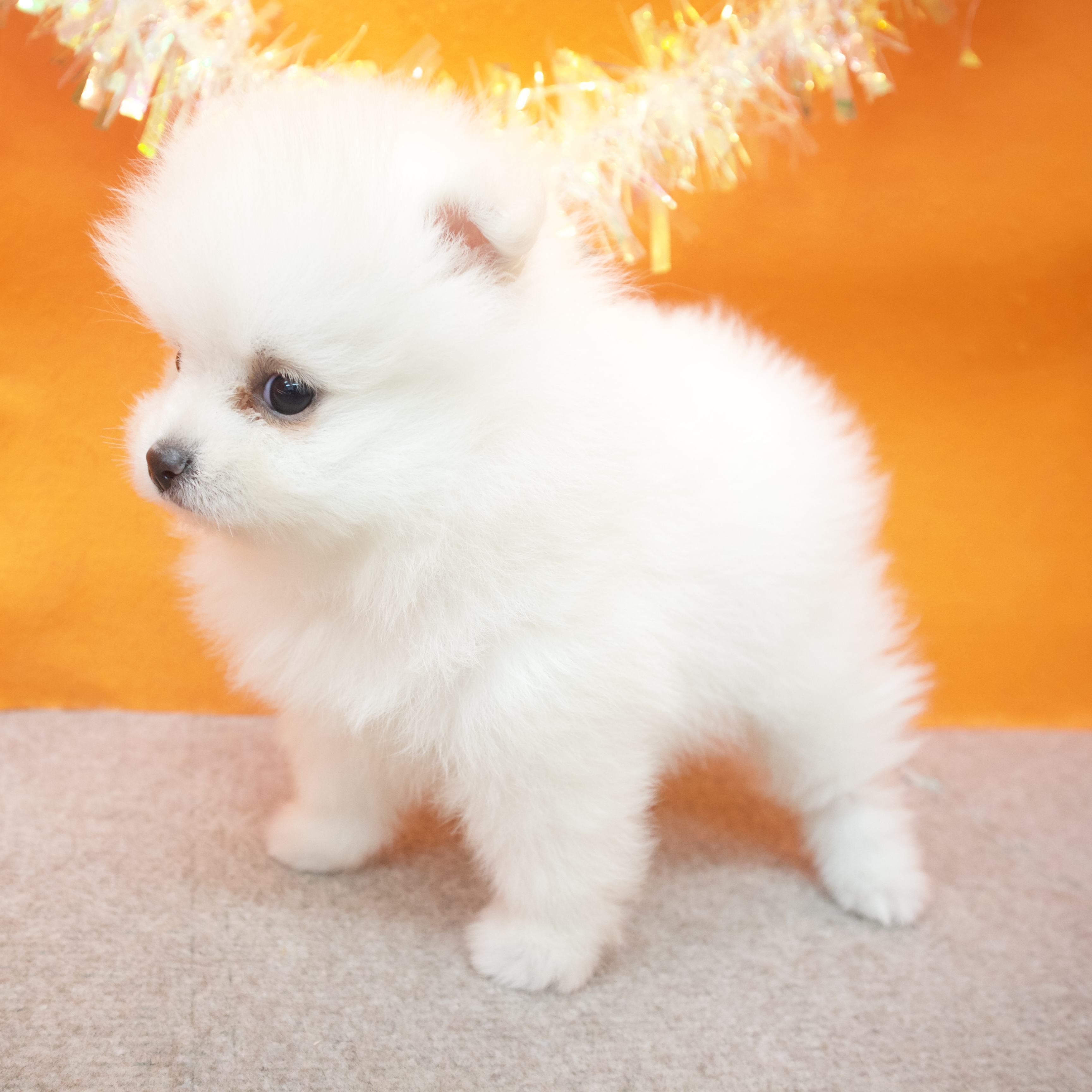 大阪府のポメラニアン (犬の家＆猫の里吹田店/2025年10月5日生まれ/女の子/クリーム)の子犬の4枚目の画像