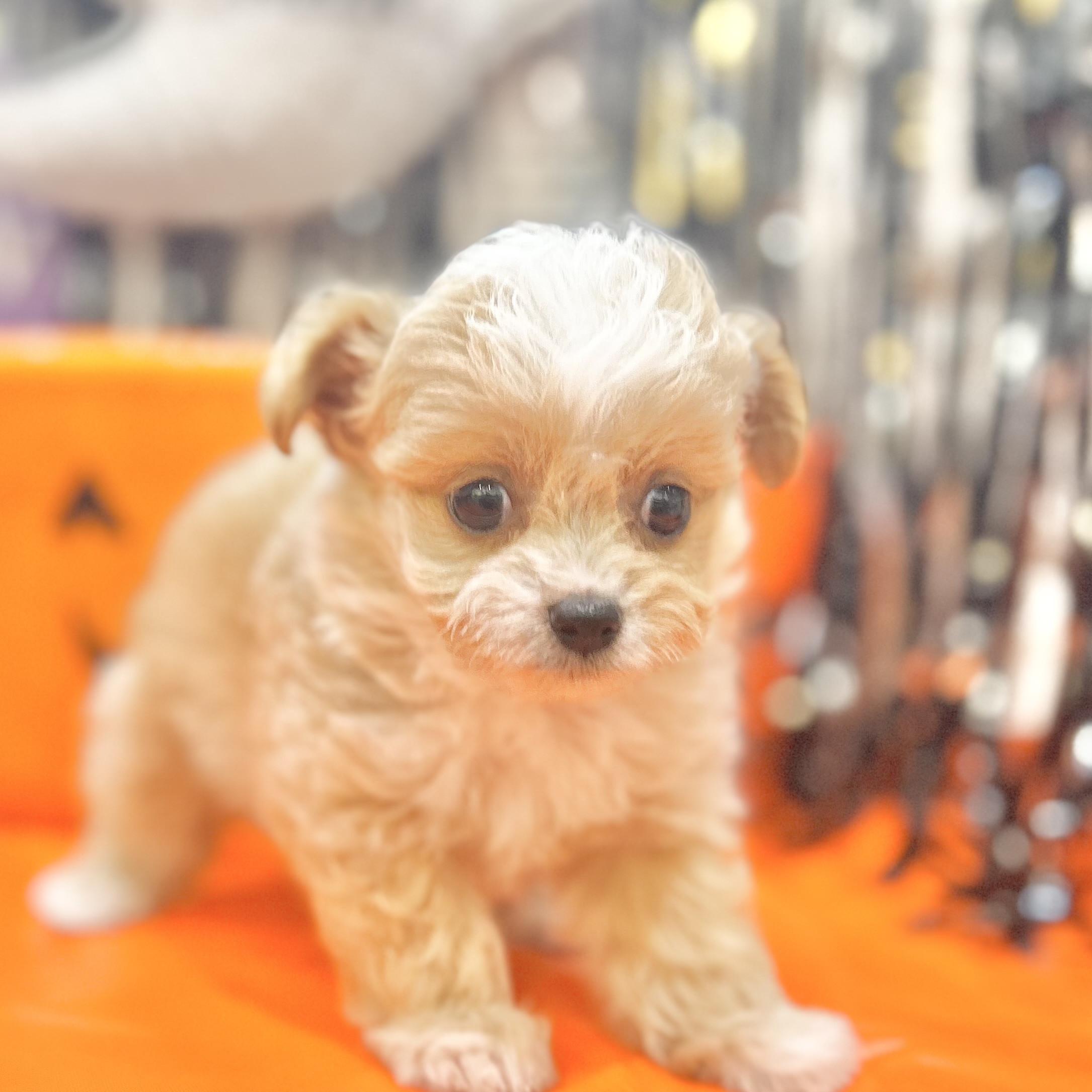 岡山県のチワプー/プーチー(チワワ×プードル) (犬の家＆猫の里倉敷店/2025年8月1日生まれ/男の子/クリームホワイト)の子犬の4枚目の画像