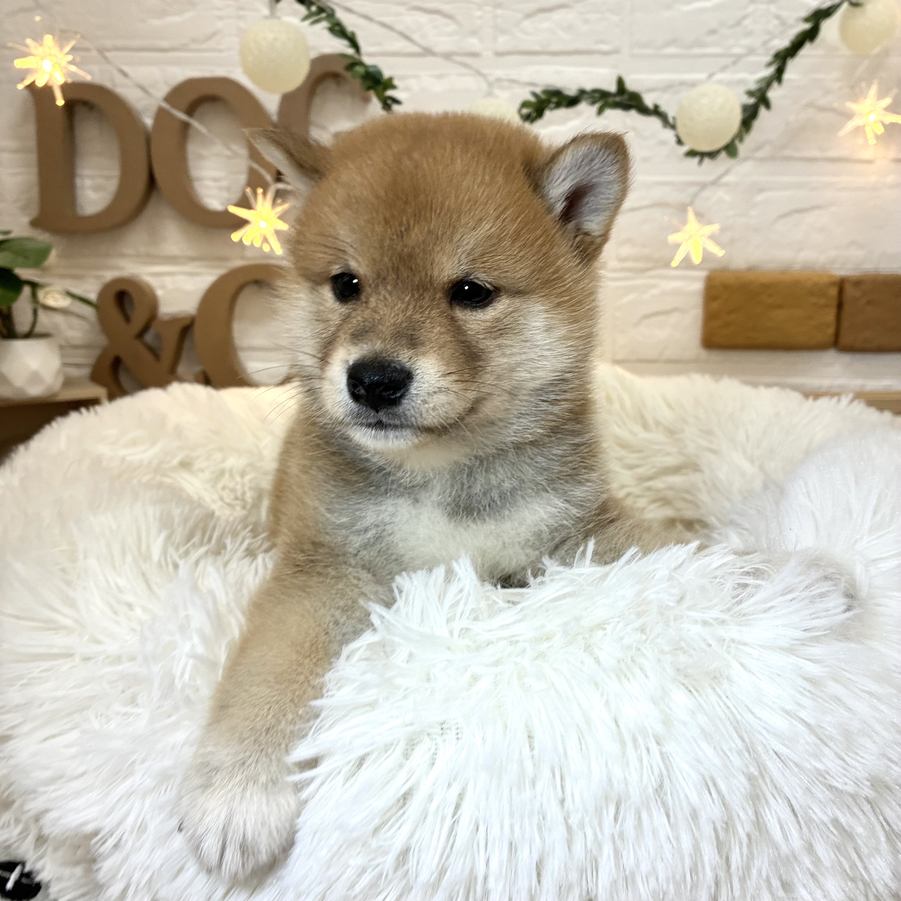 千葉県の柴犬(標準サイズ) (犬の家＆猫の里ワンズモール稲毛店/2026年3月30日生まれ/男の子/赤)の子犬の4枚目の画像