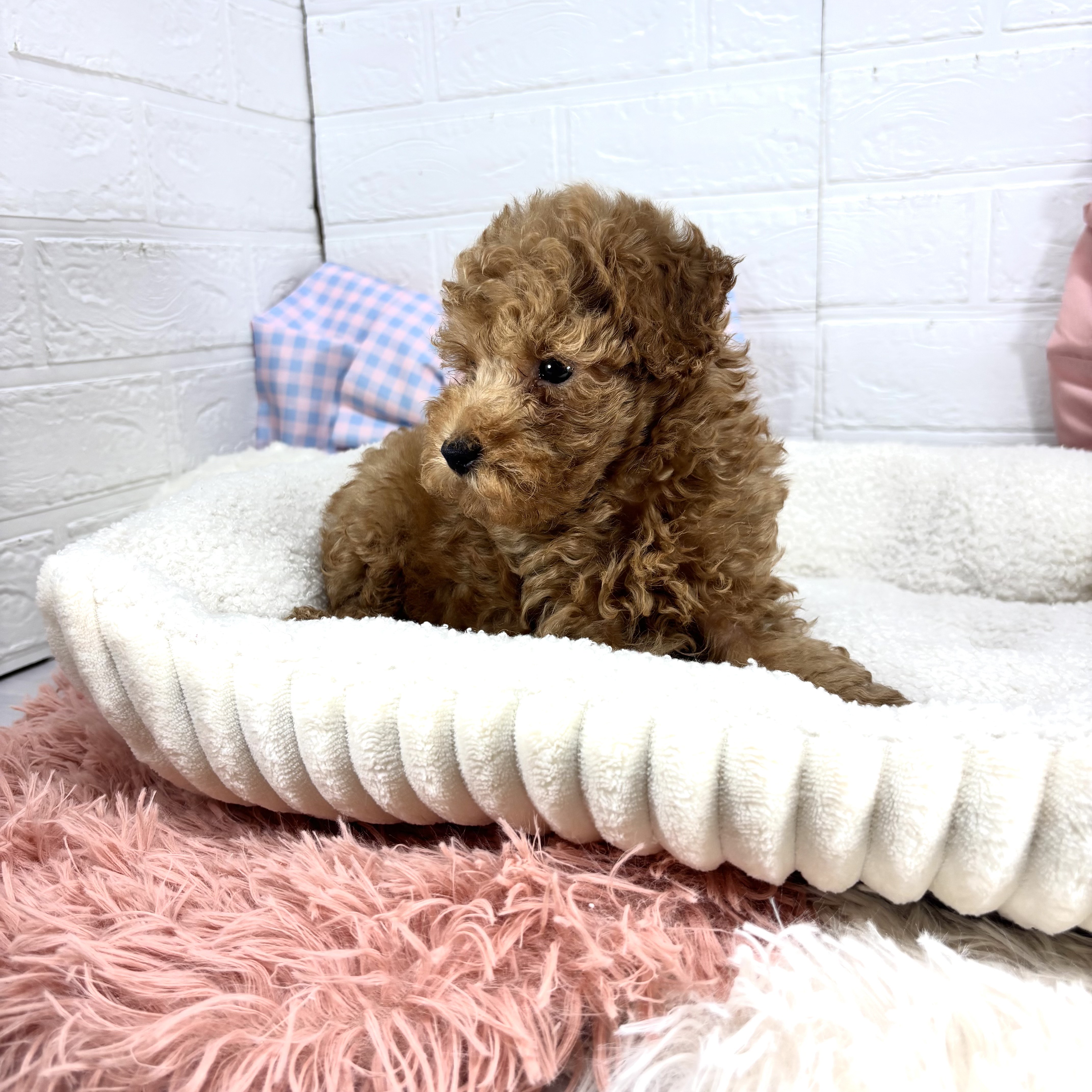 神奈川県のトイプードル(トイ) (犬の家＆猫の里元住吉ブレーメン通り店/2025年7月1日生まれ/男の子/アプリコット)の子犬の4枚目の画像