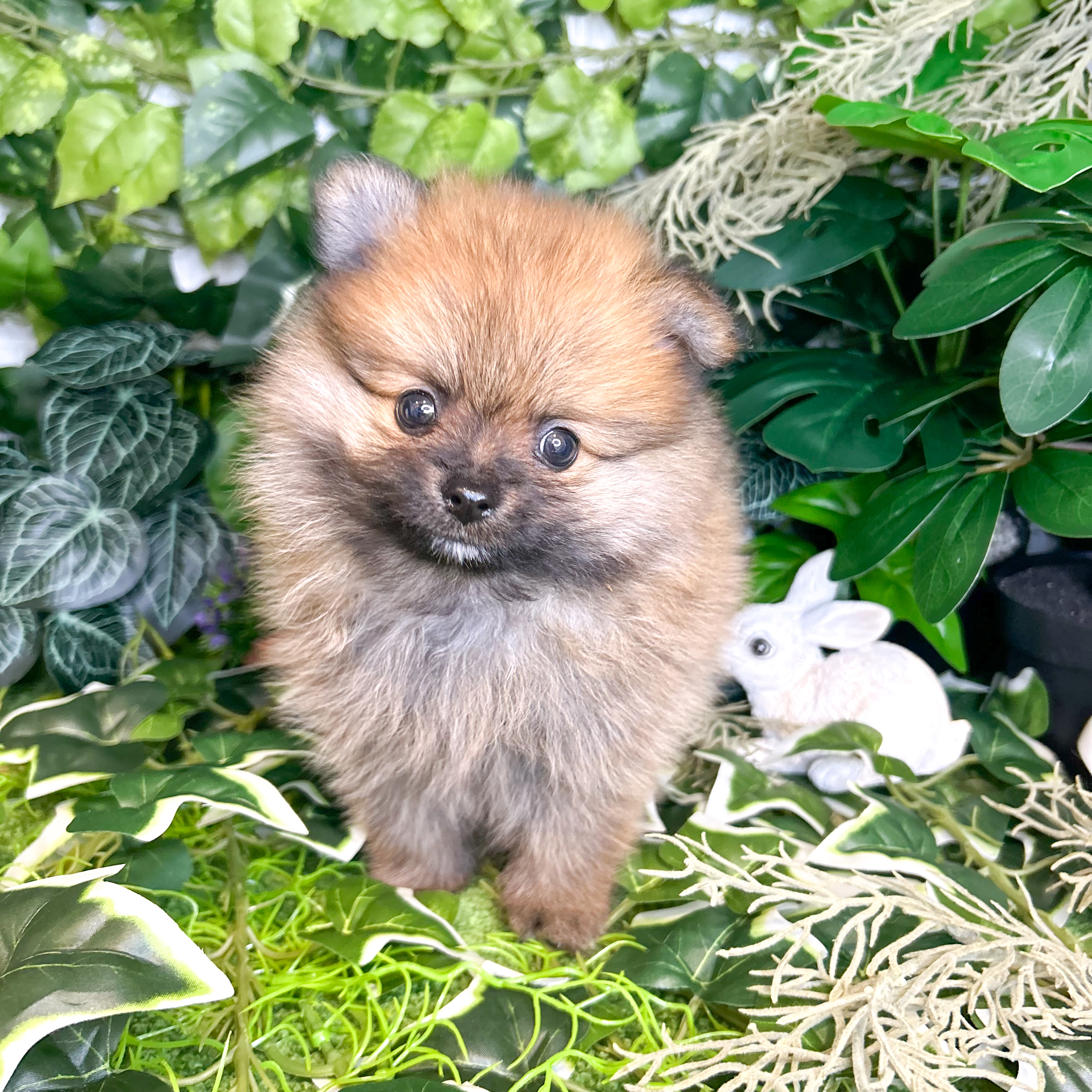 東京都のポメラニアン (犬の家＆猫の里新宿店/2026年6月1日生まれ/男の子/オレンジ)の子犬の4枚目の画像