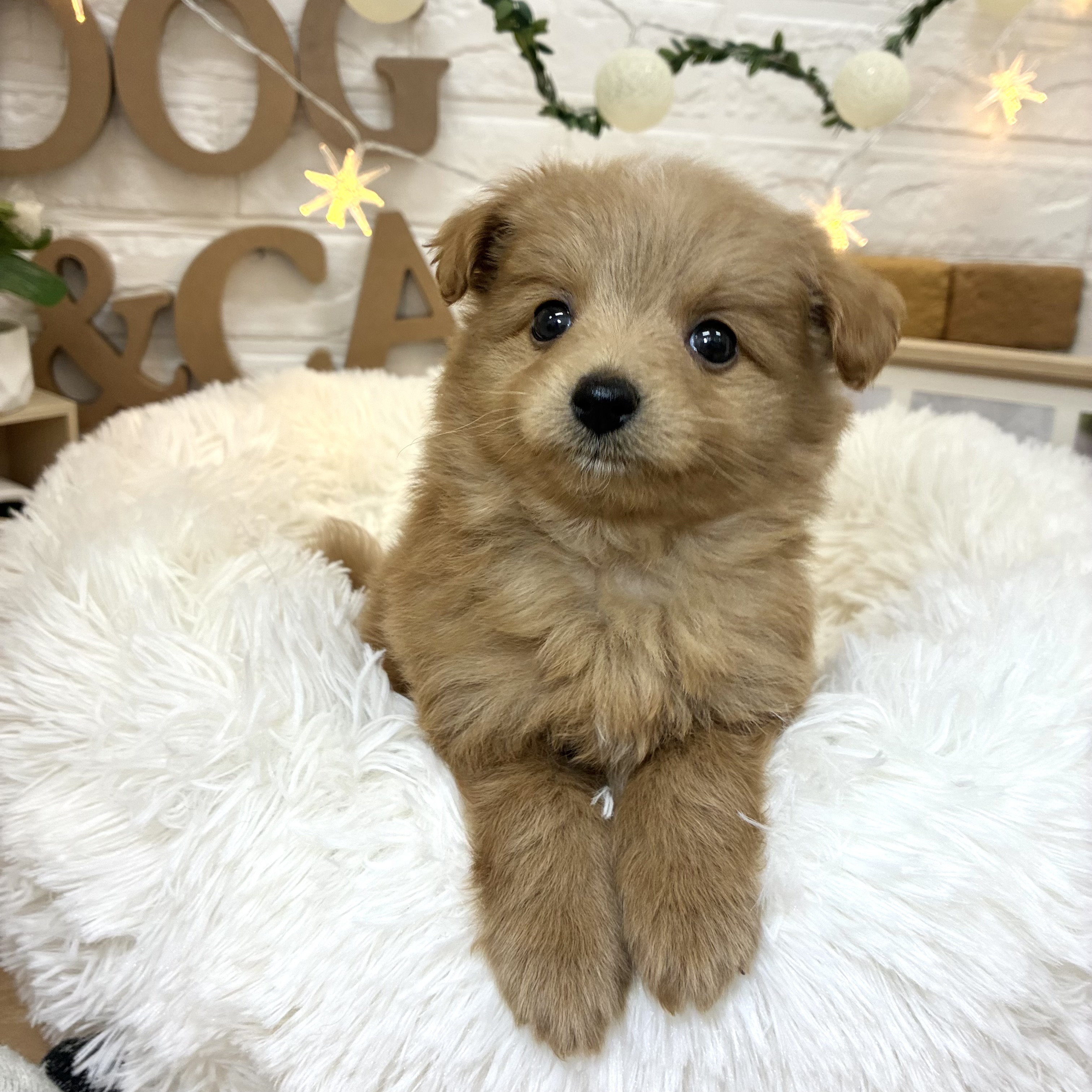千葉県のポメプー(ポメラニアン×プードル) (犬の家＆猫の里ワンズモール稲毛店/2026年3月29日生まれ/男の子/アプリコット)の子犬の4枚目の画像