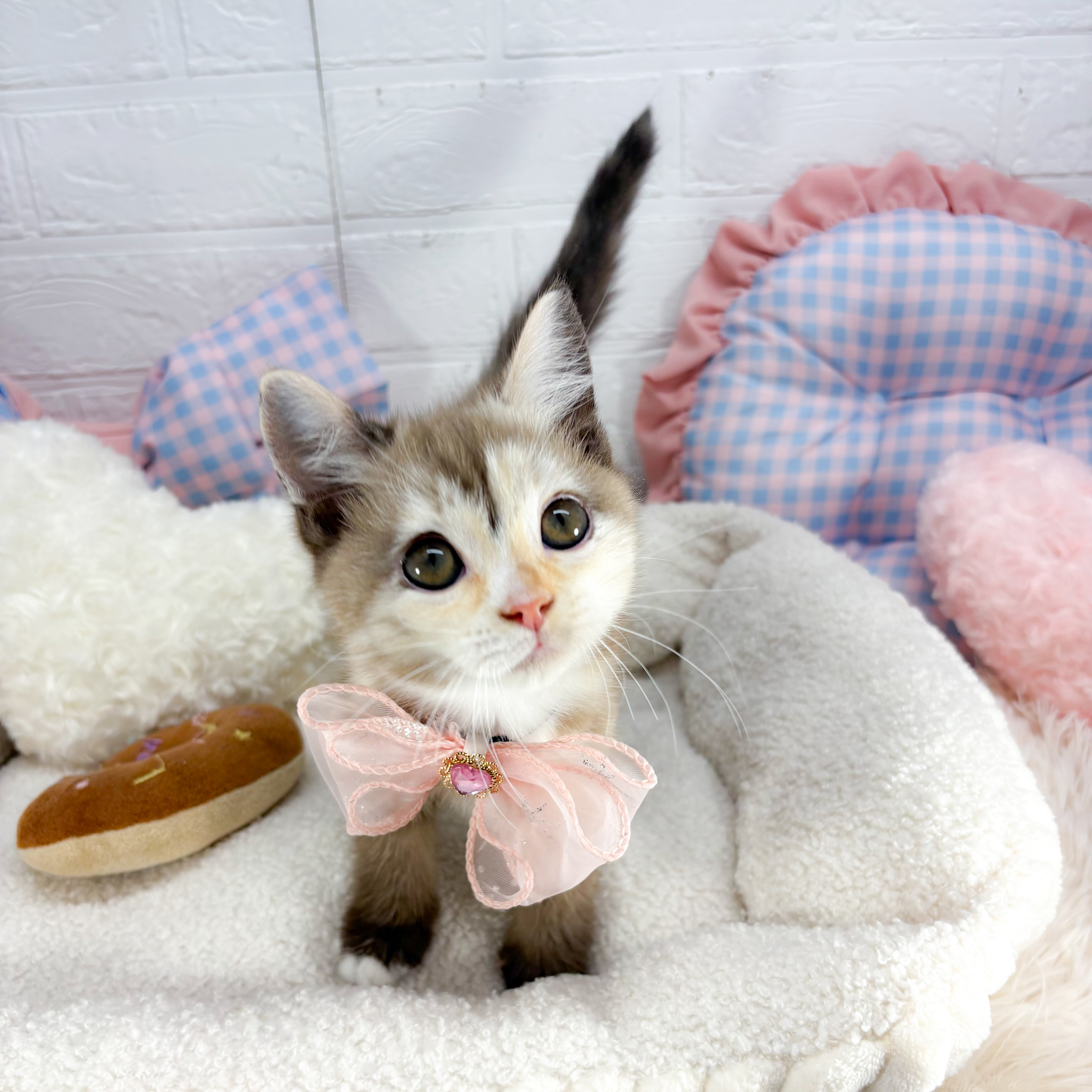 神奈川県のマンチカン (犬の家＆猫の里元住吉ブレーメン通り店/2025年8月18日生まれ/女の子/チョコレートパッチドタビー&ホワイト)の子猫の4枚目の画像