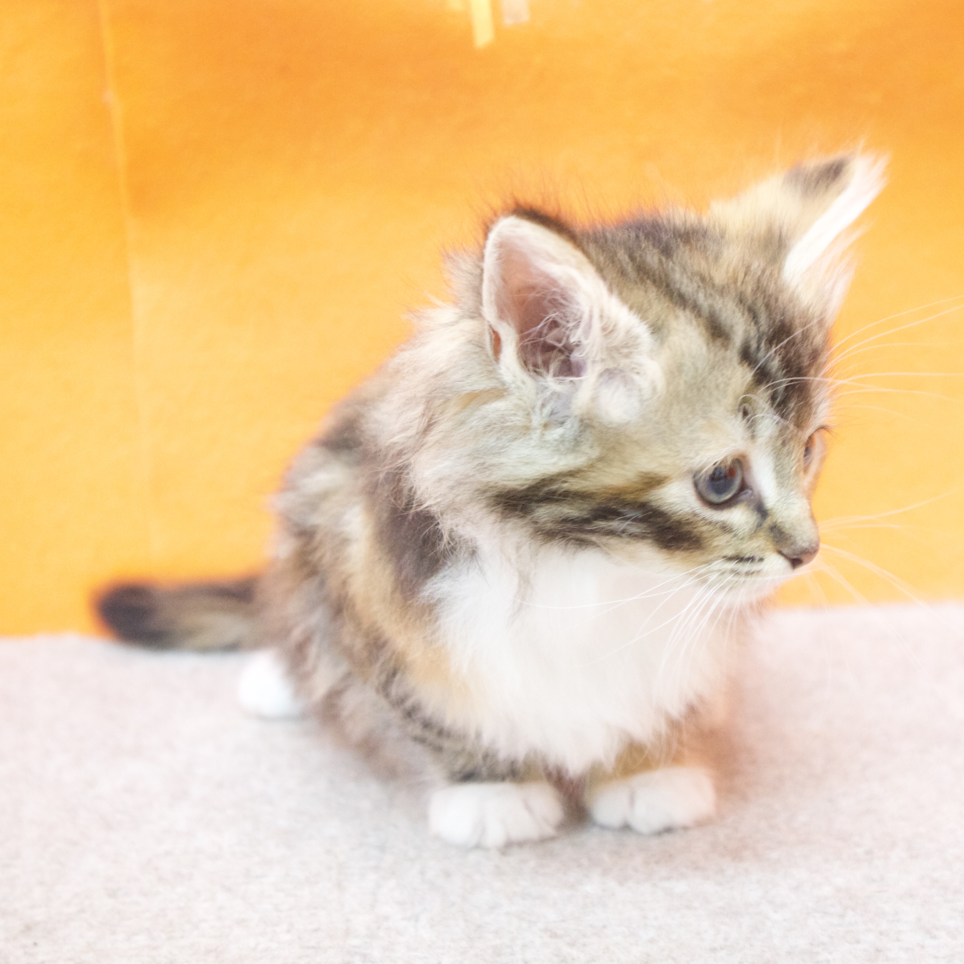 大阪府のノルウェージャンフォレストキャット (犬の家＆猫の里吹田店/2025年10月12日生まれ/女の子/ブラウンパッチドタビーホワイト)の子猫の4枚目の画像