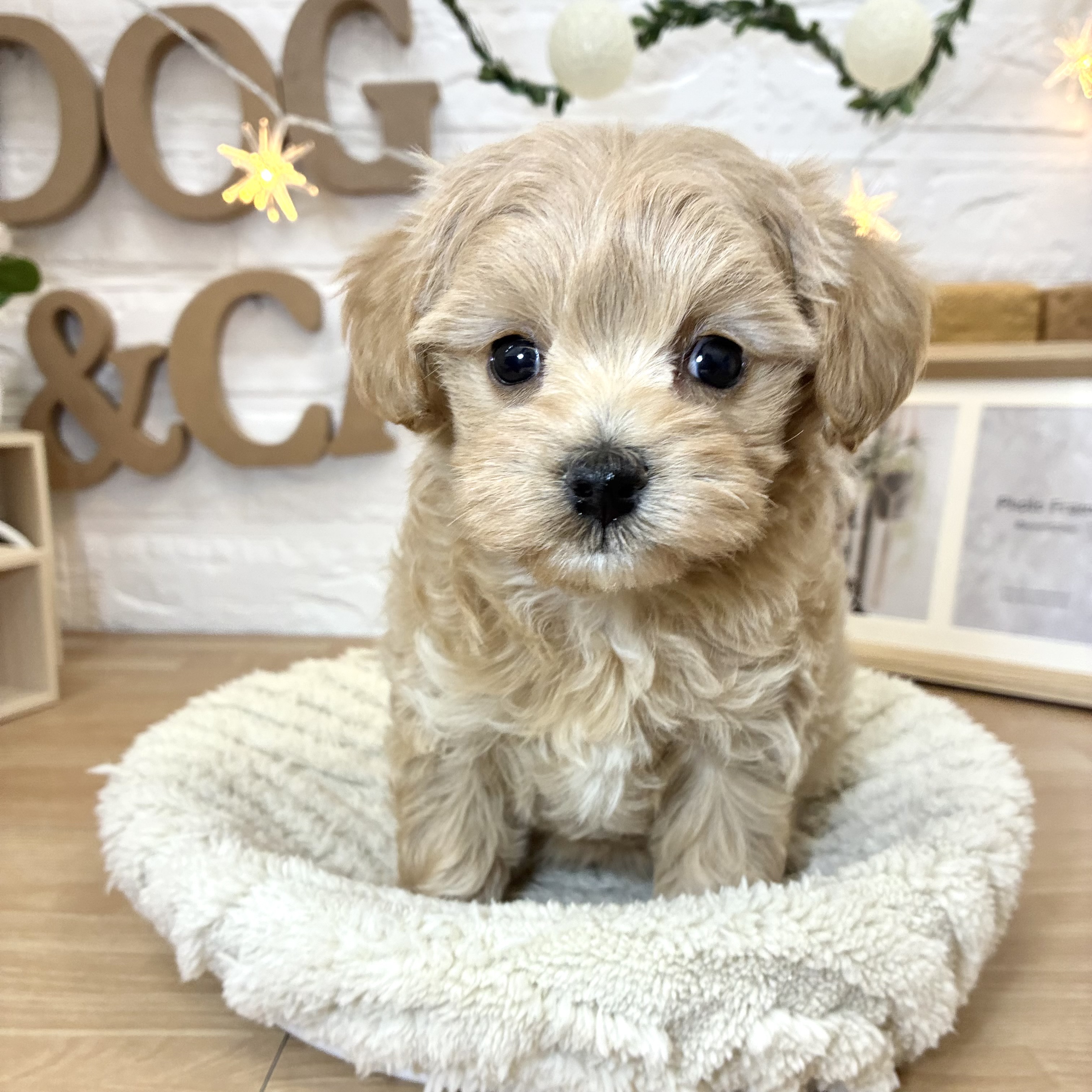 千葉県のマルプー(マルチーズ×プードル) (犬の家＆猫の里ワンズモール稲毛店/2026年3月31日生まれ/女の子/アプリコット)の子犬の4枚目の画像