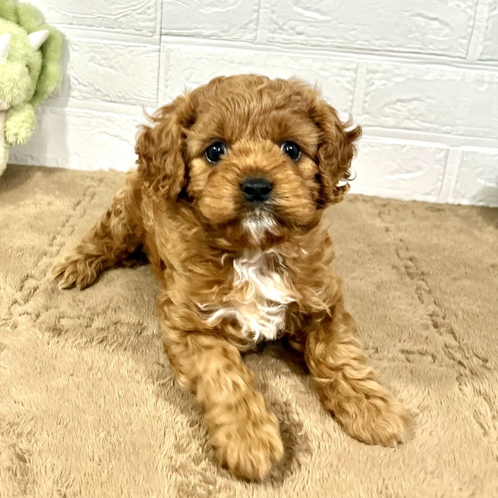 兵庫県のキャバプー(キャバリア×プードル) (犬の家＆猫の里ニッケパークタウン加古川店/2025年8月29日生まれ/女の子/レッドホワイト)の子犬の4枚目の画像