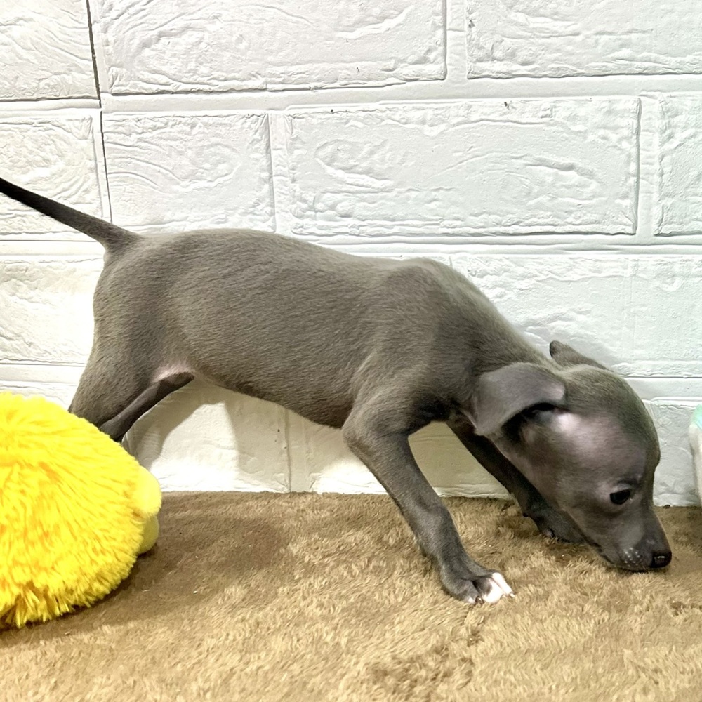 兵庫県のイタリアングレーハウンド (犬の家＆猫の里ニッケパークタウン加古川店/2025年8月31日生まれ/女の子/ブルーホワイト)の子犬の4枚目の画像