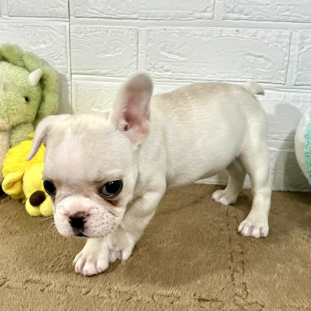 兵庫県のフレンチブルドッグ (犬の家＆猫の里ニッケパークタウン加古川店/2025年8月30日生まれ/女の子/クリーム)の子犬の4枚目の画像