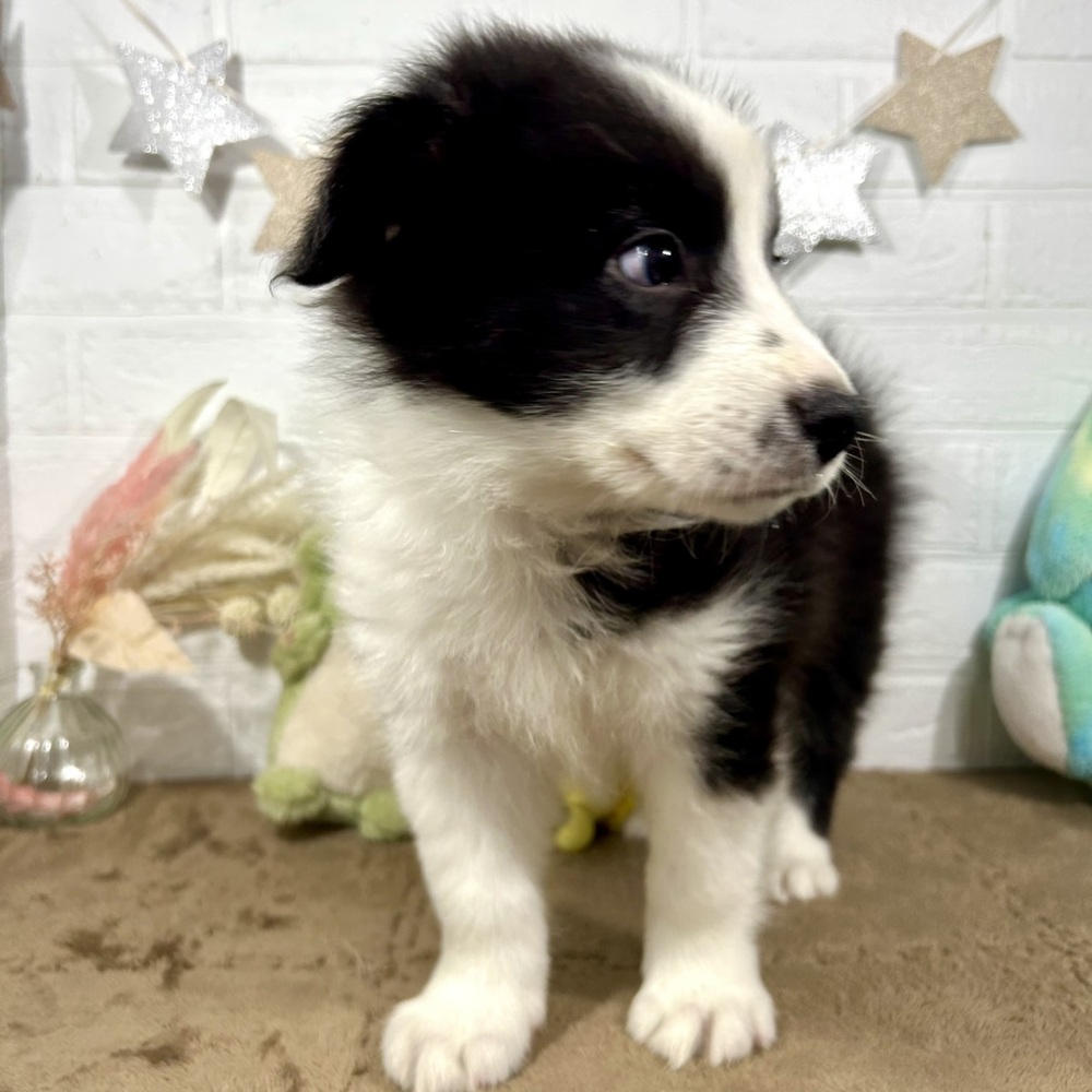 兵庫県のボーダーコリー (犬の家＆猫の里ニッケパークタウン加古川店/2025年8月29日生まれ/男の子/ブラックホワイト)の子犬の4枚目の画像