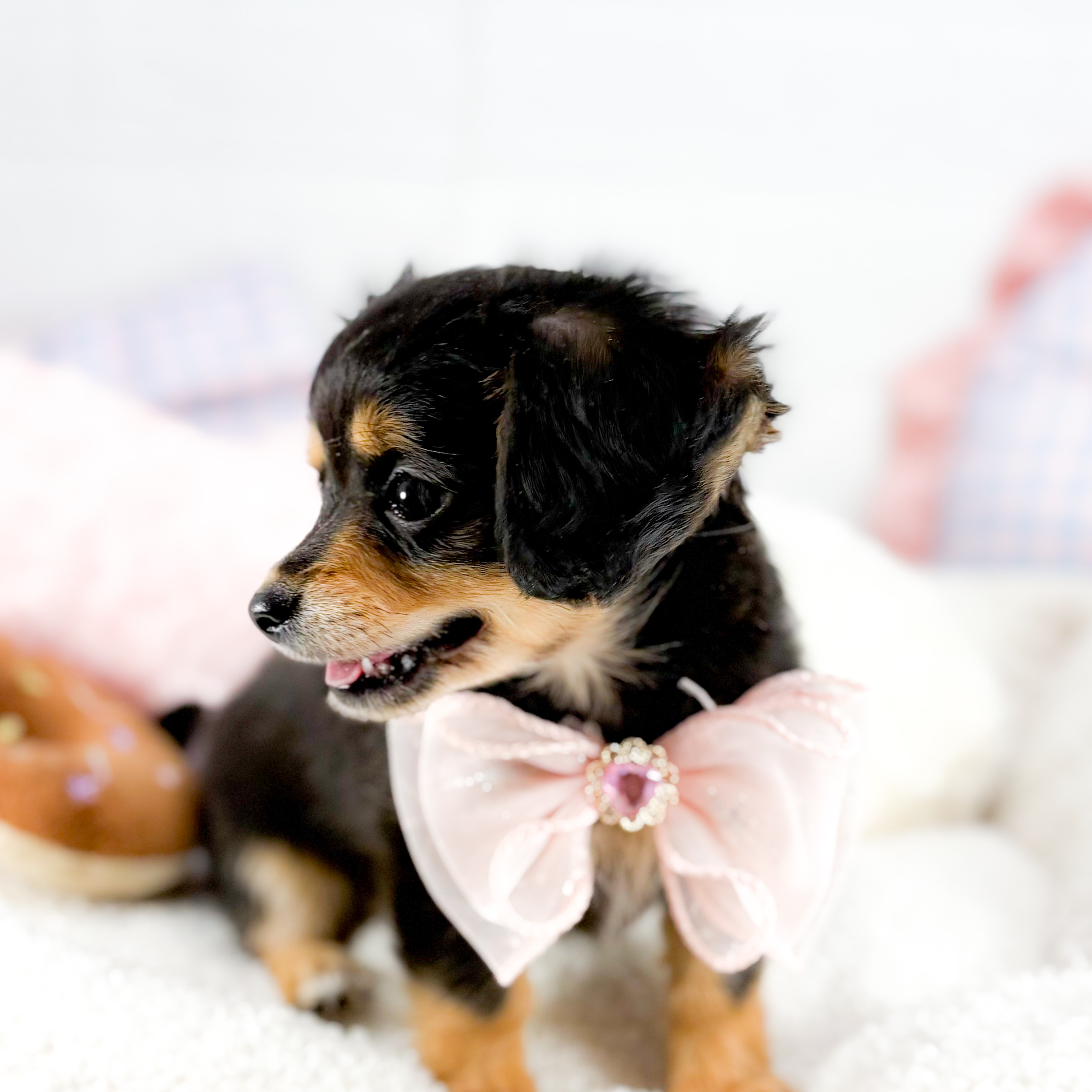 神奈川県のチワックス(チワワ×ダックス) (犬の家＆猫の里元住吉ブレーメン通り店/2025年9月11日生まれ/女の子/ブラックタン)の子犬の4枚目の画像