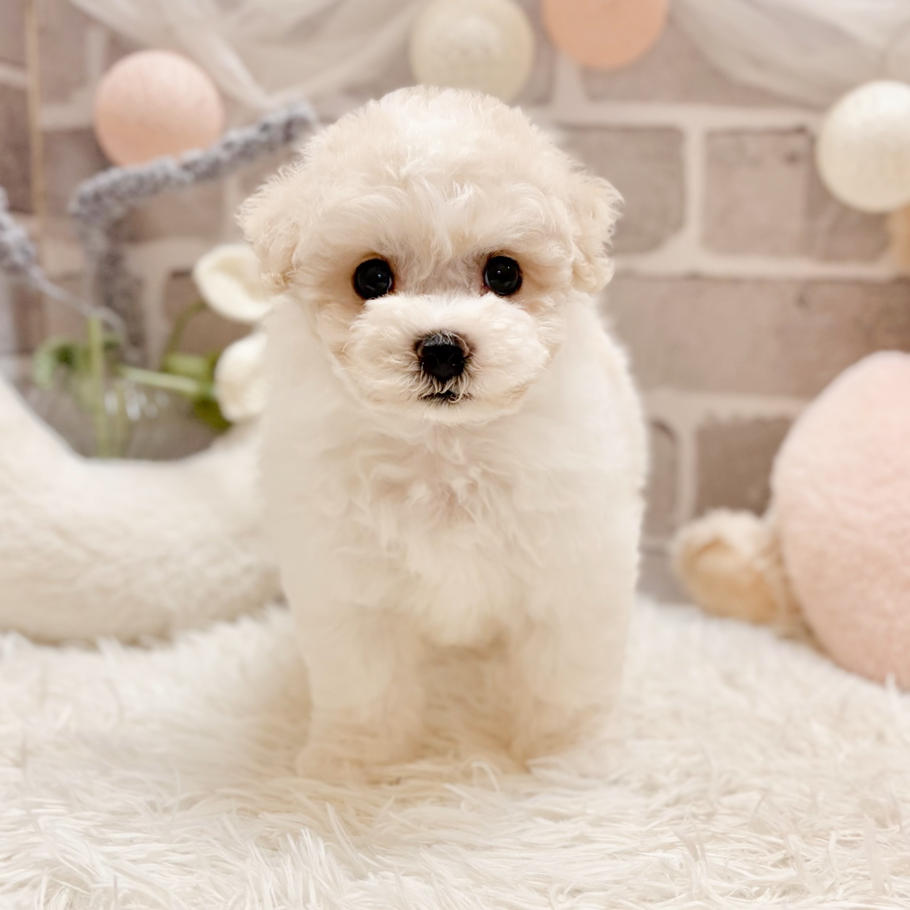 兵庫県のハーフ犬・ミックス犬 (犬の家＆猫の里神戸店/2026年5月23日生まれ/女の子/クリームホワイト)の子犬の4枚目の画像