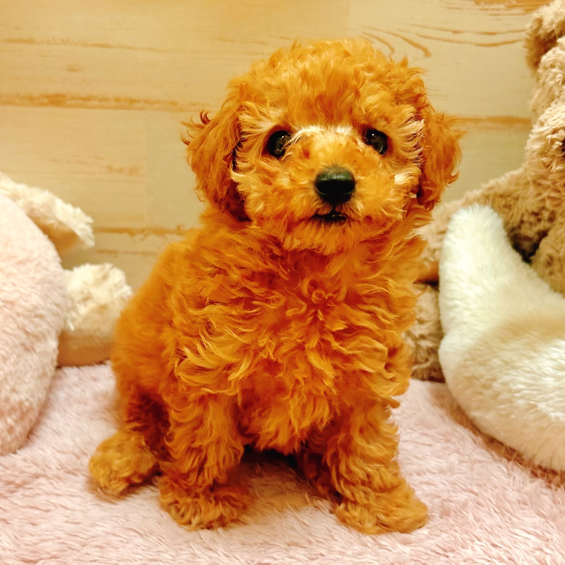 兵庫県のトイプードル(タイニー) (犬の家＆猫の里神戸店/2025年10月30日生まれ/男の子/オレンジフォーン)の子犬の1枚目の画像