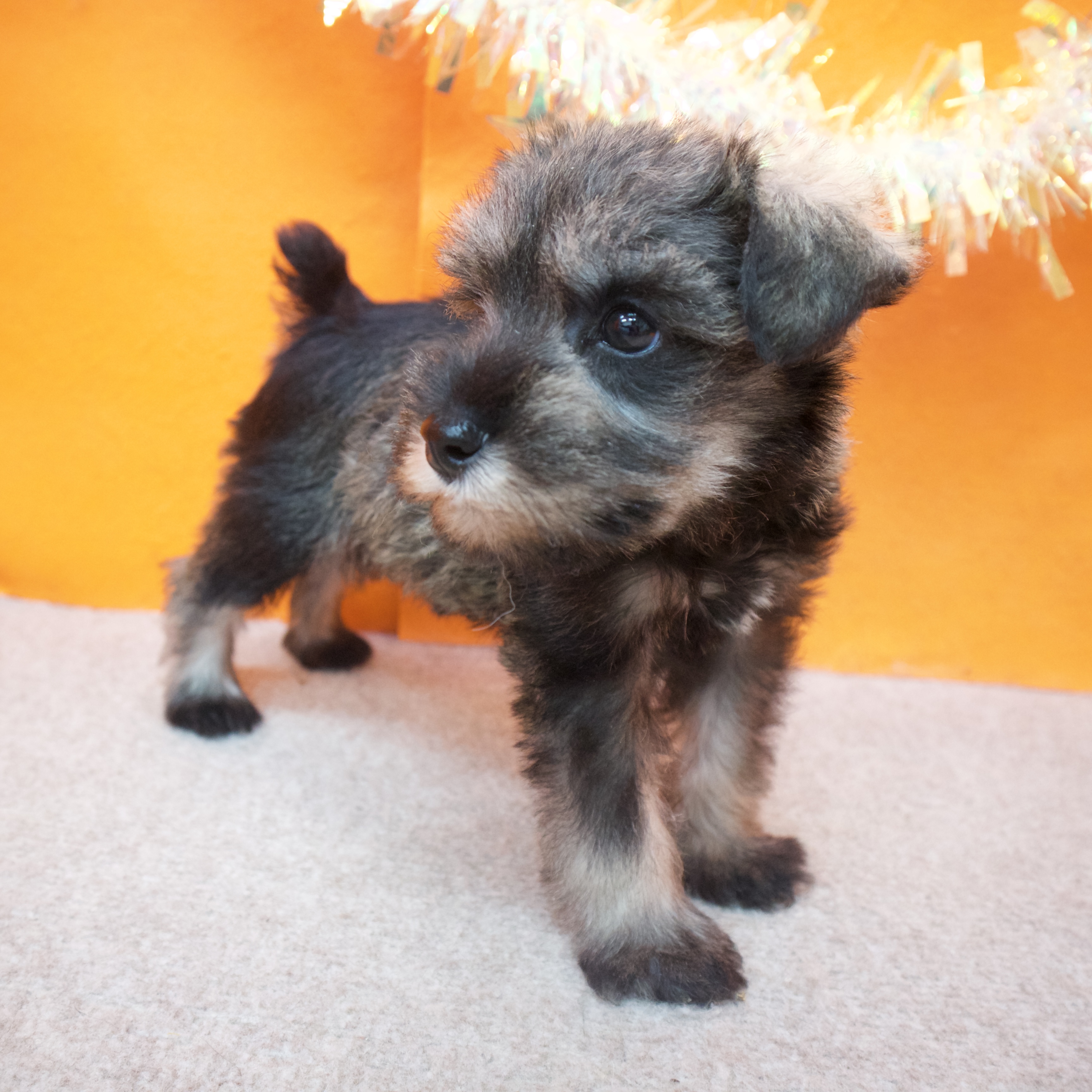 大阪府のミニチュアシュナウザー (犬の家＆猫の里吹田店/2025年10月25日生まれ/男の子/ソルトペッパー)の子犬の4枚目の画像