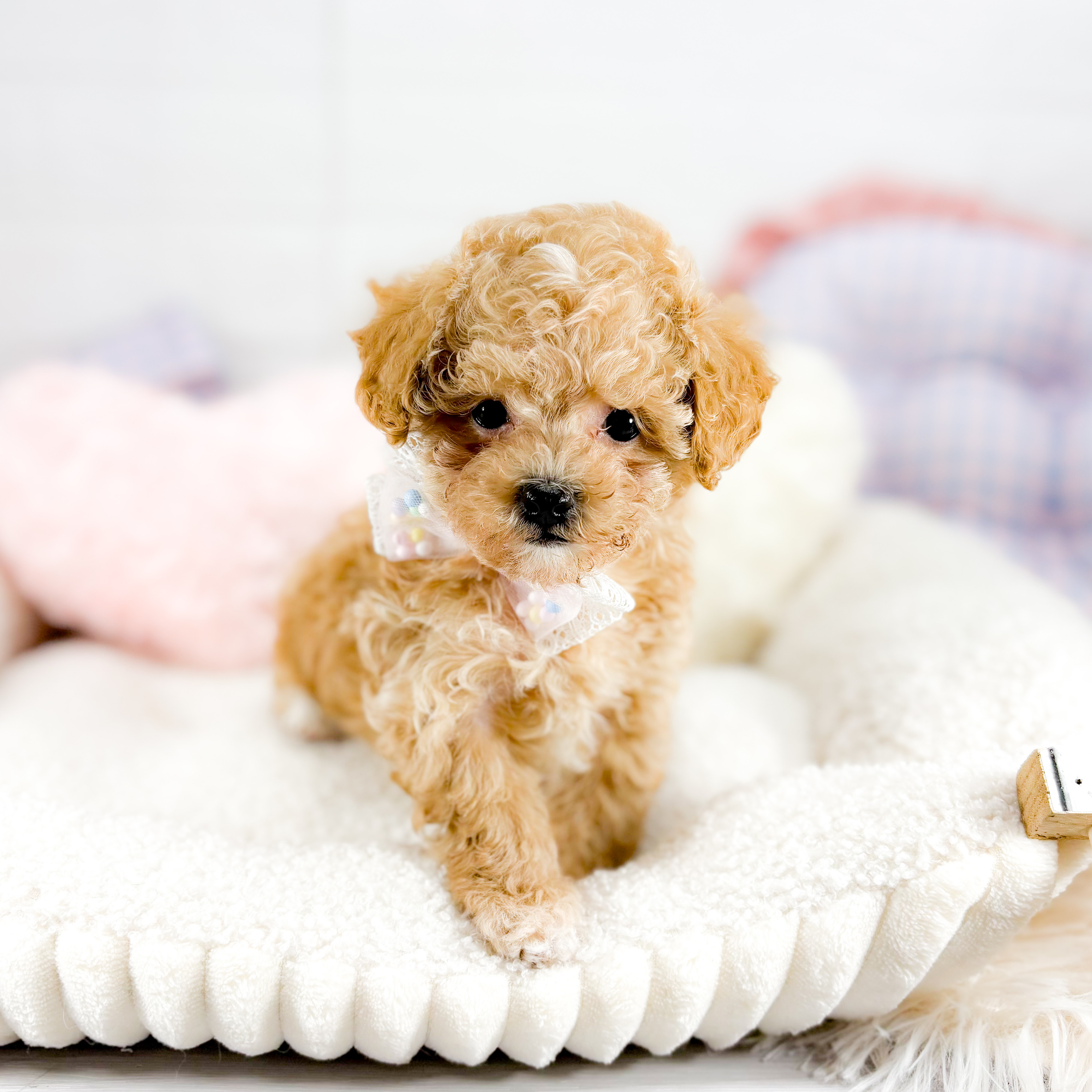 神奈川県のマルプー(マルチーズ×プードル) (犬の家＆猫の里元住吉ブレーメン通り店/2025年9月16日生まれ/女の子/アプリコット)の子犬