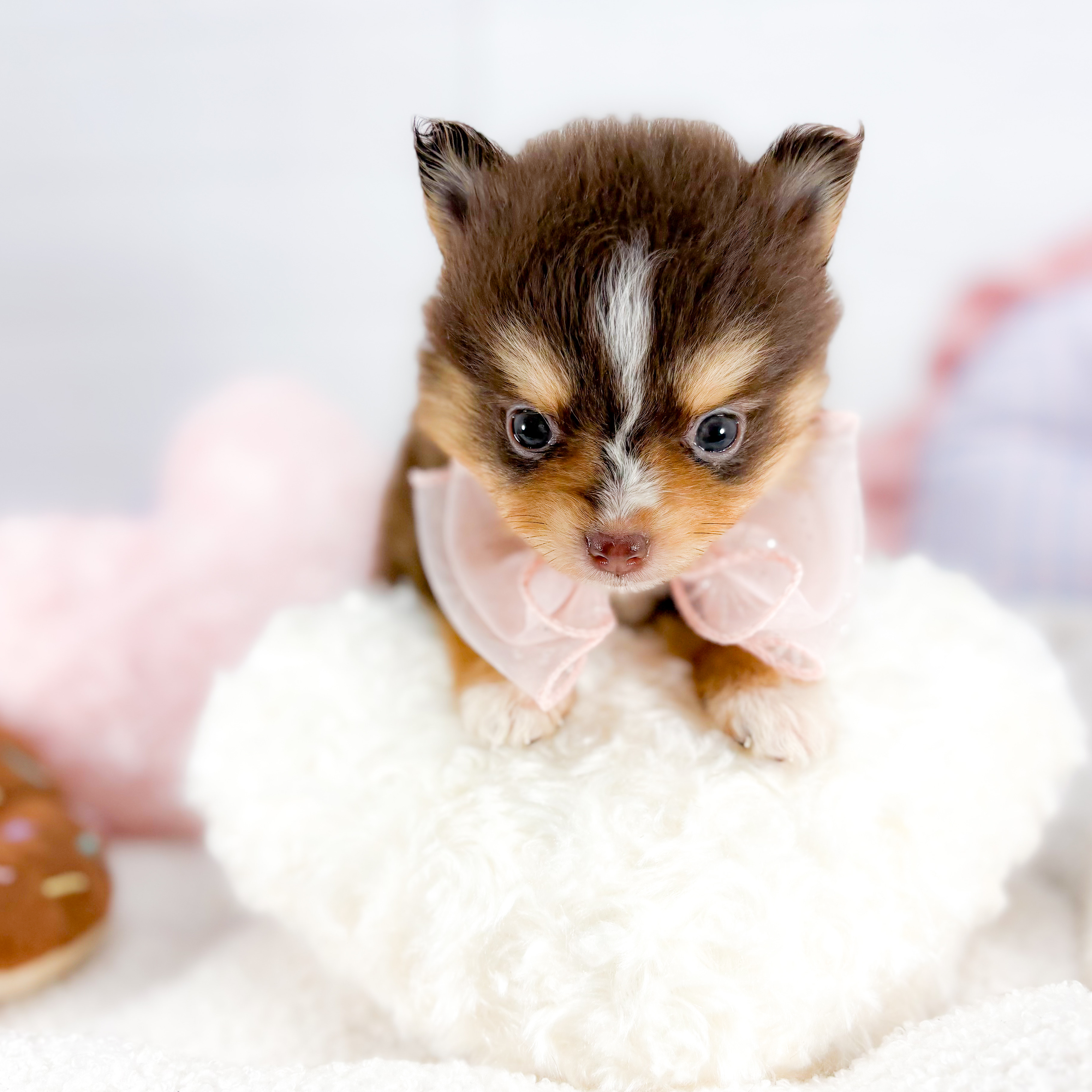 神奈川県のポメラニアン (犬の家＆猫の里元住吉ブレーメン通り店/2025年9月16日生まれ/女の子/チョコレートタンホワイト)の子犬の4枚目の画像