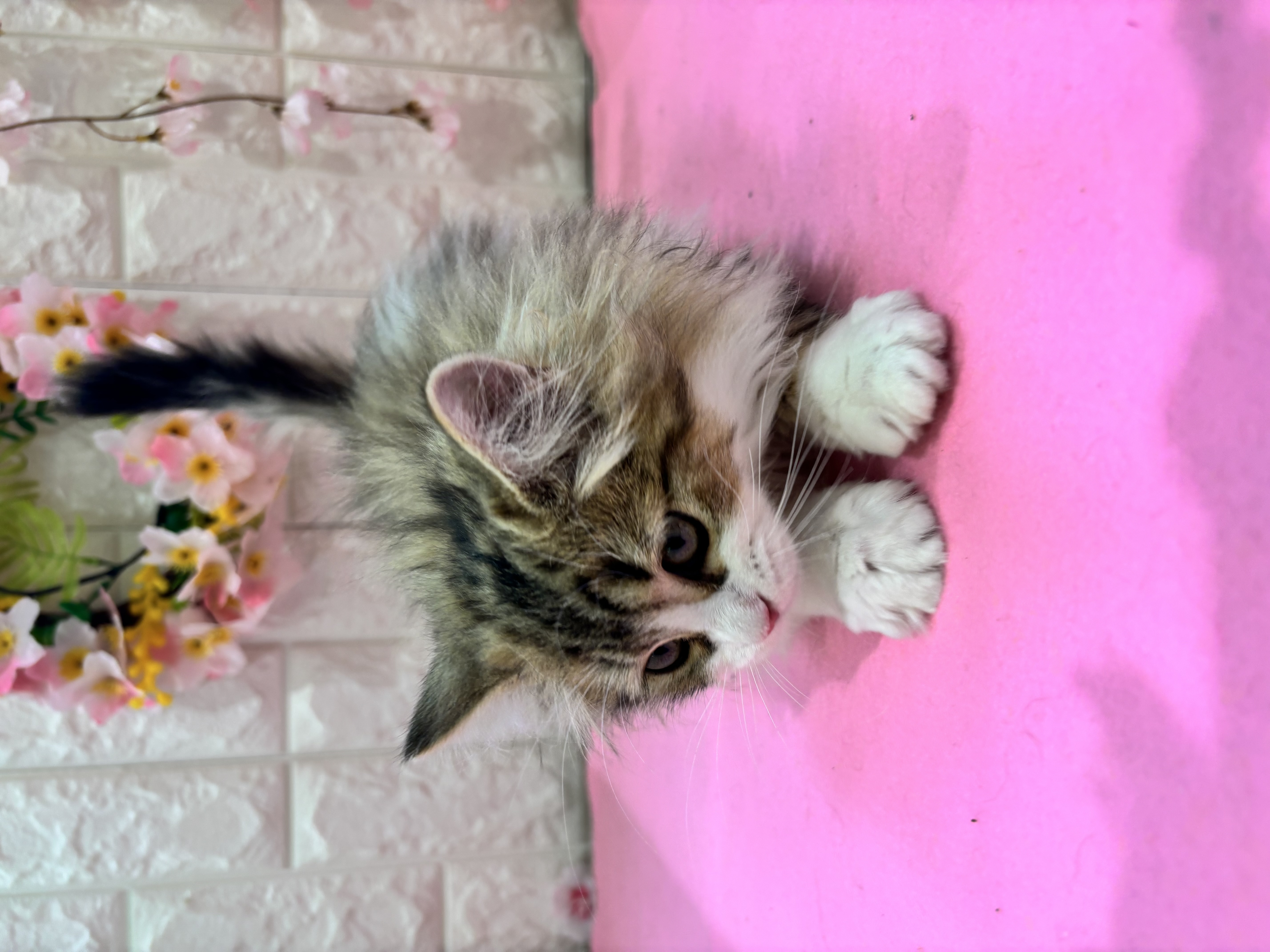 岡山県のマンチカン (犬の家＆猫の里倉敷店/2025年11月20日生まれ/女の子/ブラウンタビーホワイト)の子猫の4枚目の画像