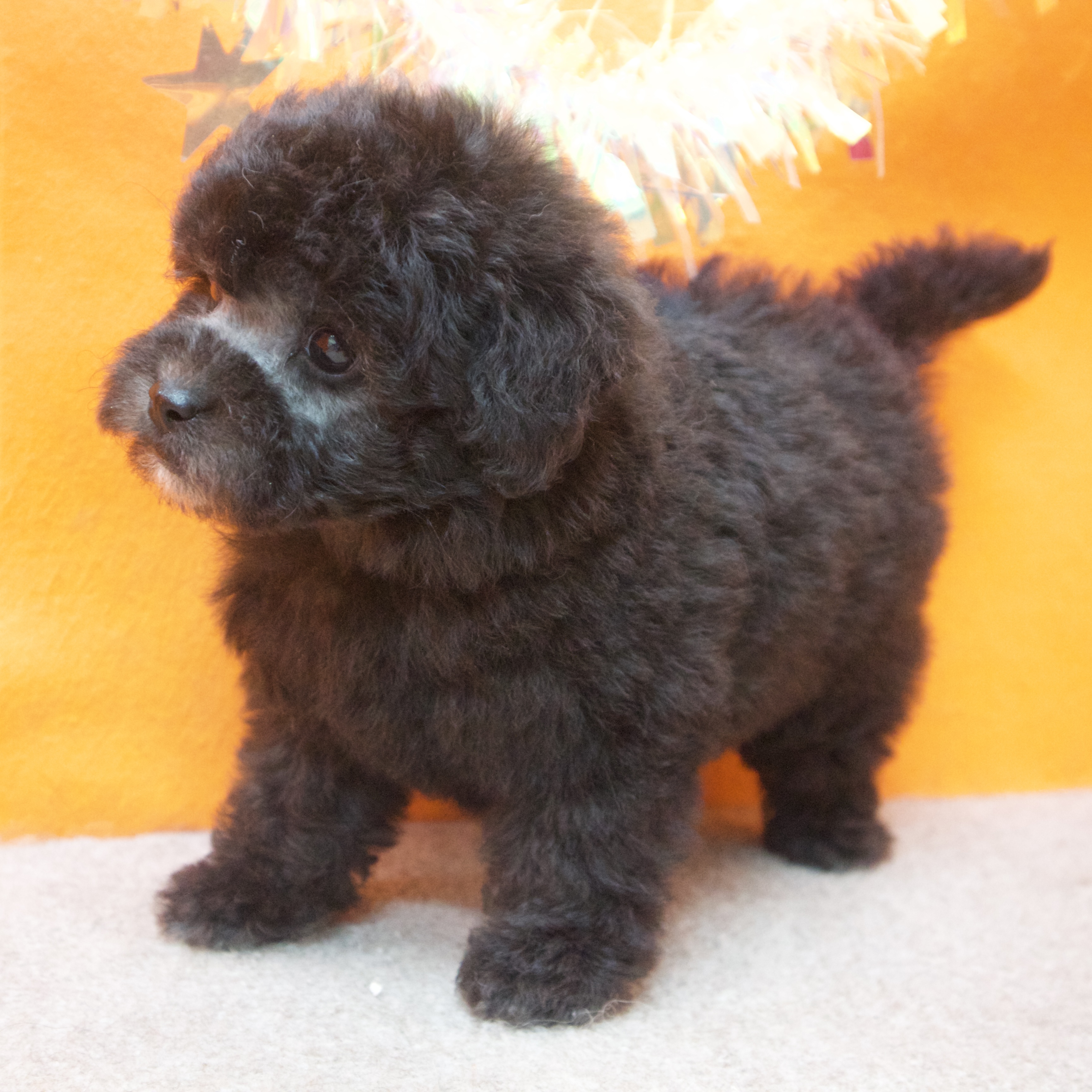 大阪府のトイプードル(トイ) (犬の家＆猫の里吹田店/2025年11月1日生まれ/男の子/グレー)の子犬の4枚目の画像