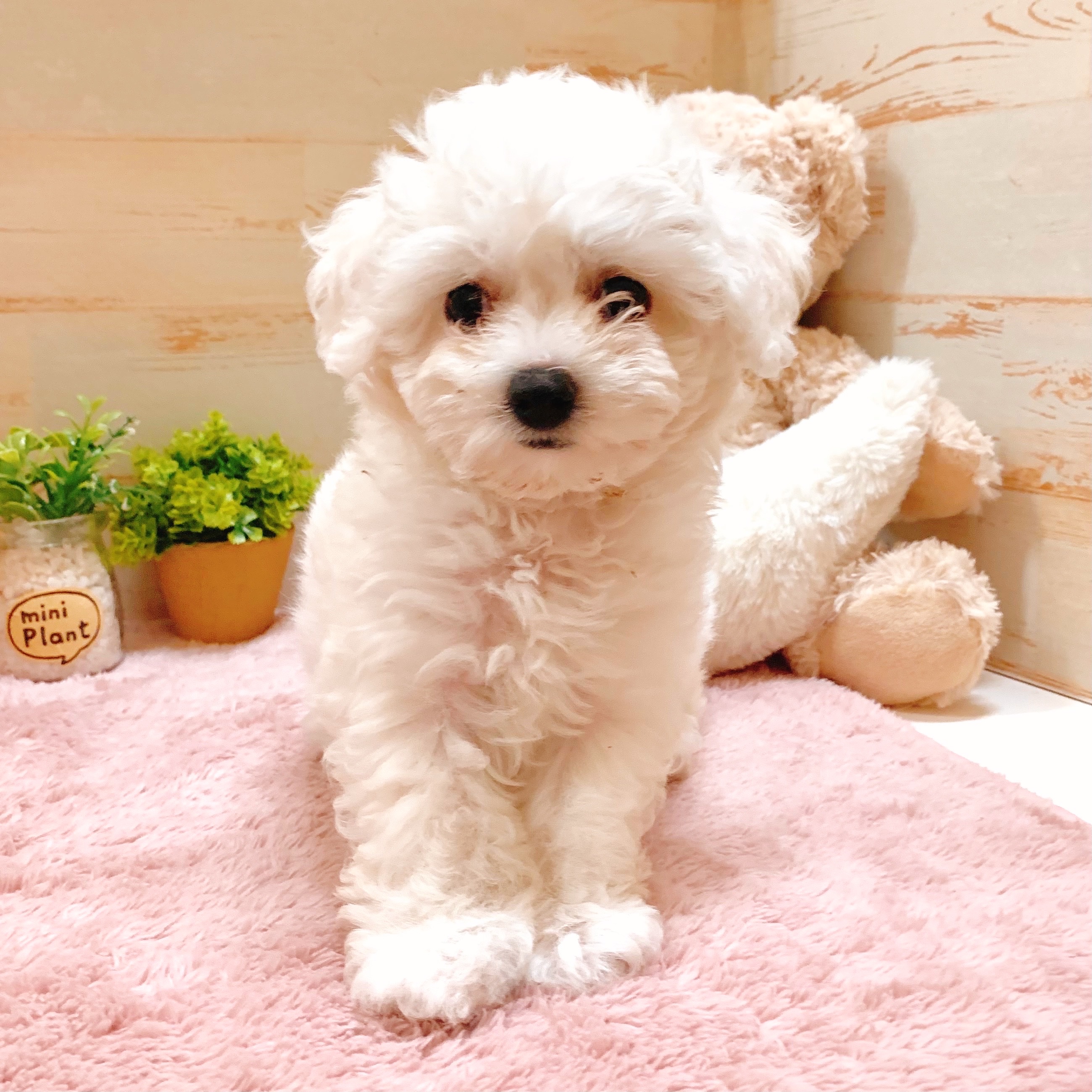 兵庫県のビションフリーゼ (犬の家＆猫の里神戸店/2025年5月12日生まれ/女の子/ホワイト)の子犬の4枚目の画像