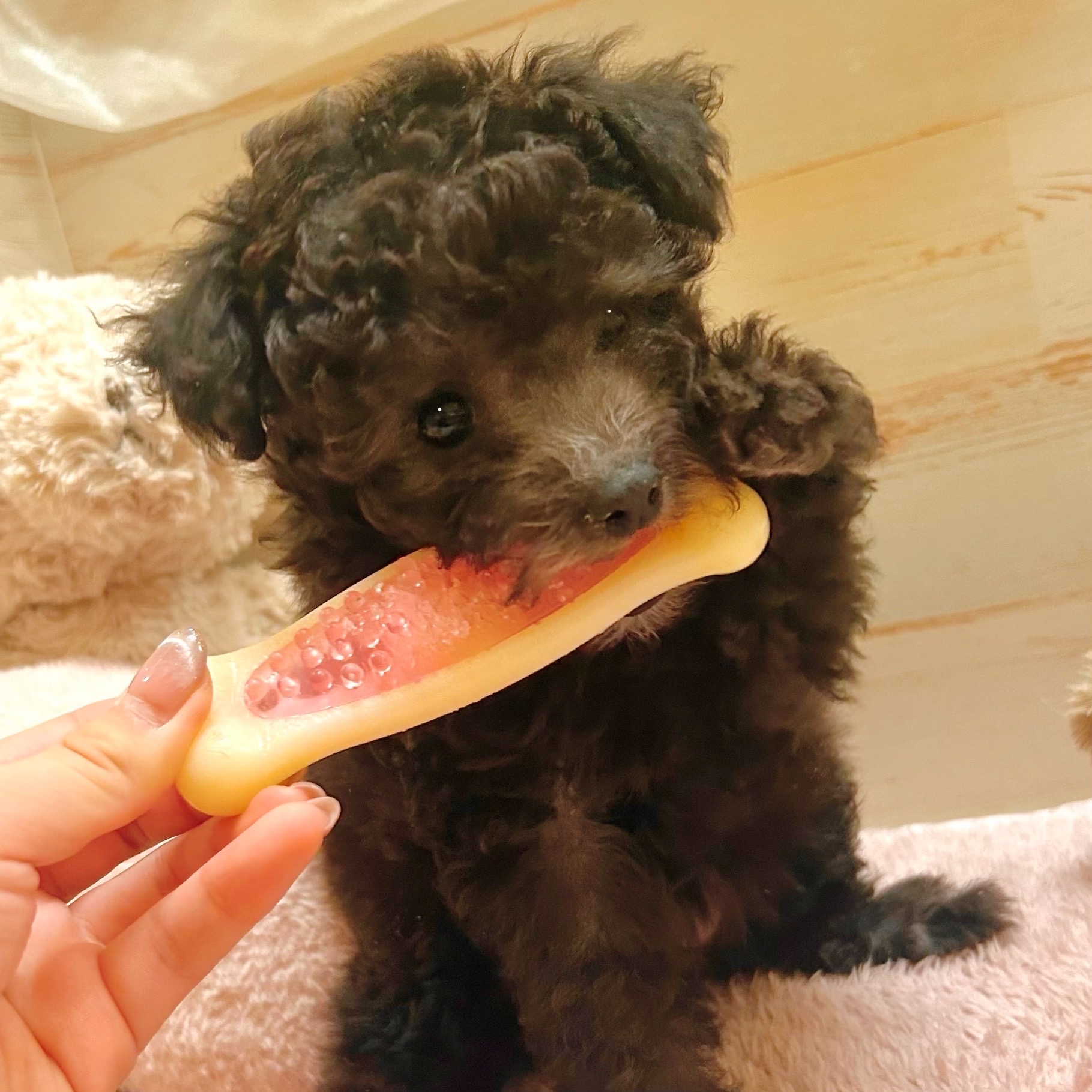 兵庫県のトイプードル(トイ) (犬の家＆猫の里神戸店/2025年11月5日生まれ/女の子/グレー)の子犬の4枚目の画像