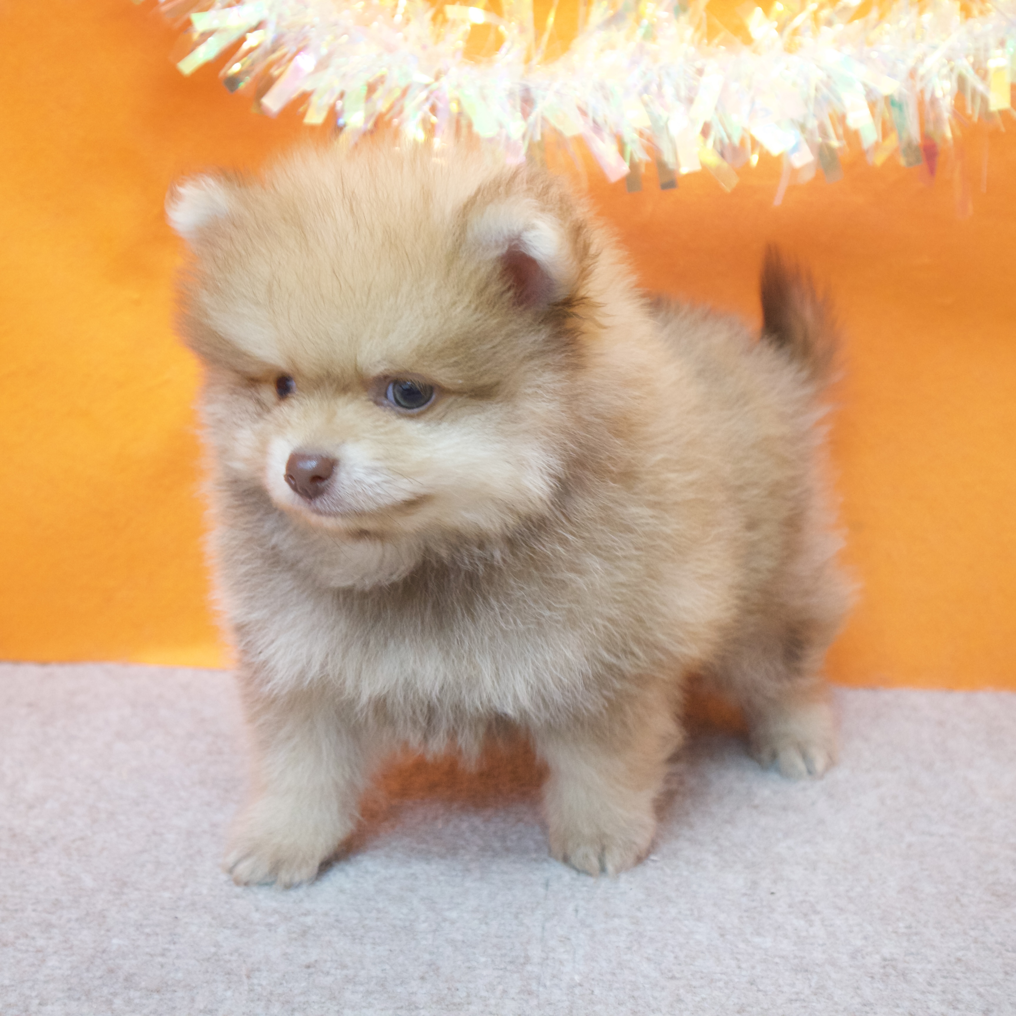 大阪府のポメラニアン (犬の家＆猫の里吹田店/2025年11月8日生まれ/男の子/ビーバー)の子犬の4枚目の画像