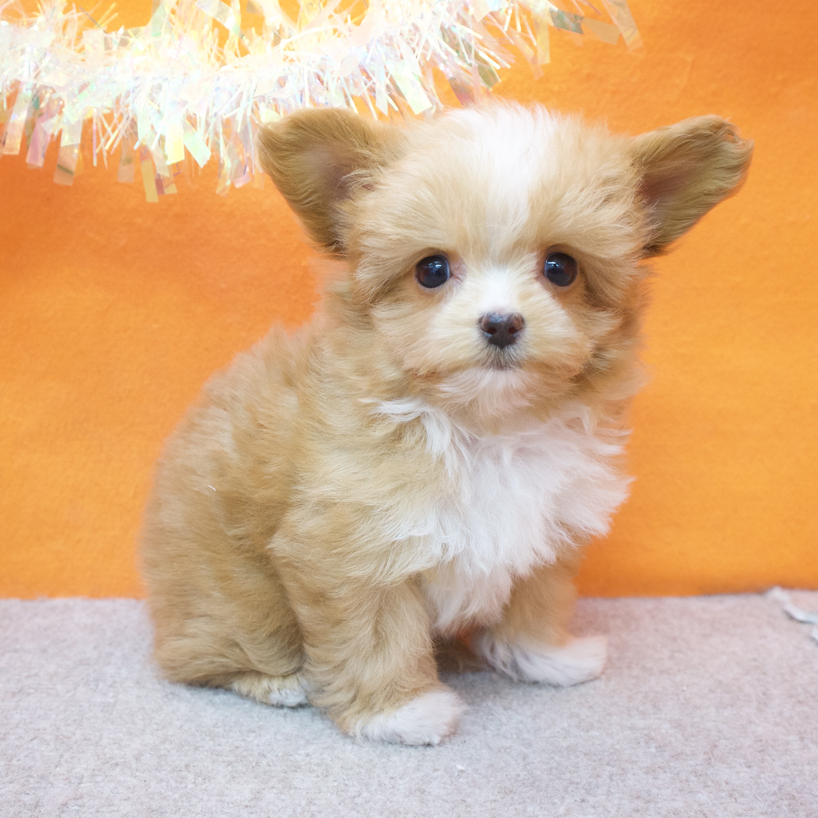 大阪府のチワプー/プーチー(チワワ×プードル) (犬の家＆猫の里吹田店/2025年10月29日生まれ/女の子/レッドホワイト)の子犬の4枚目の画像