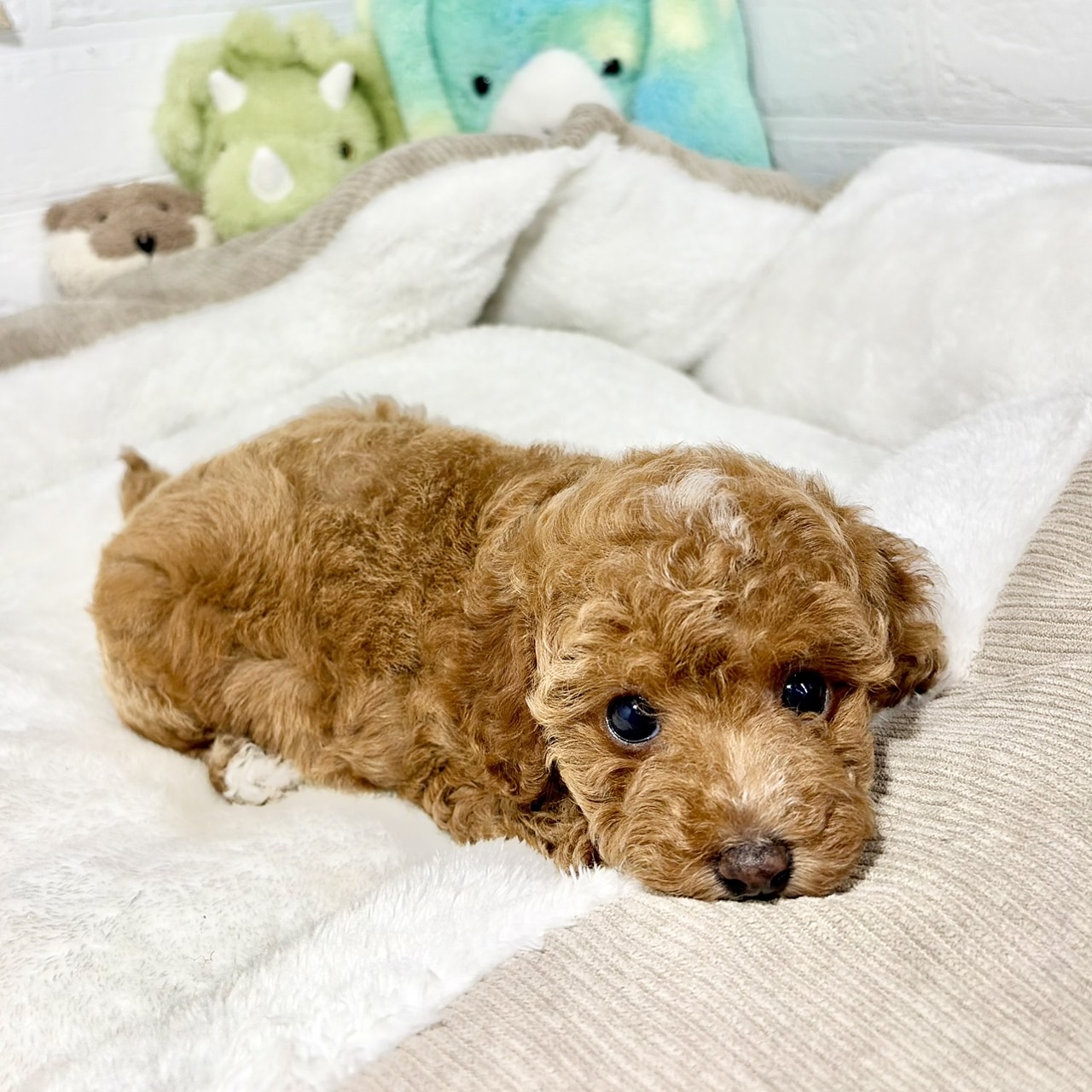 兵庫県のトイプードル(トイ) (犬の家＆猫の里ニッケパークタウン加古川店/2026年7月17日生まれ/女の子/レッドフォーン)の子犬の4枚目の画像