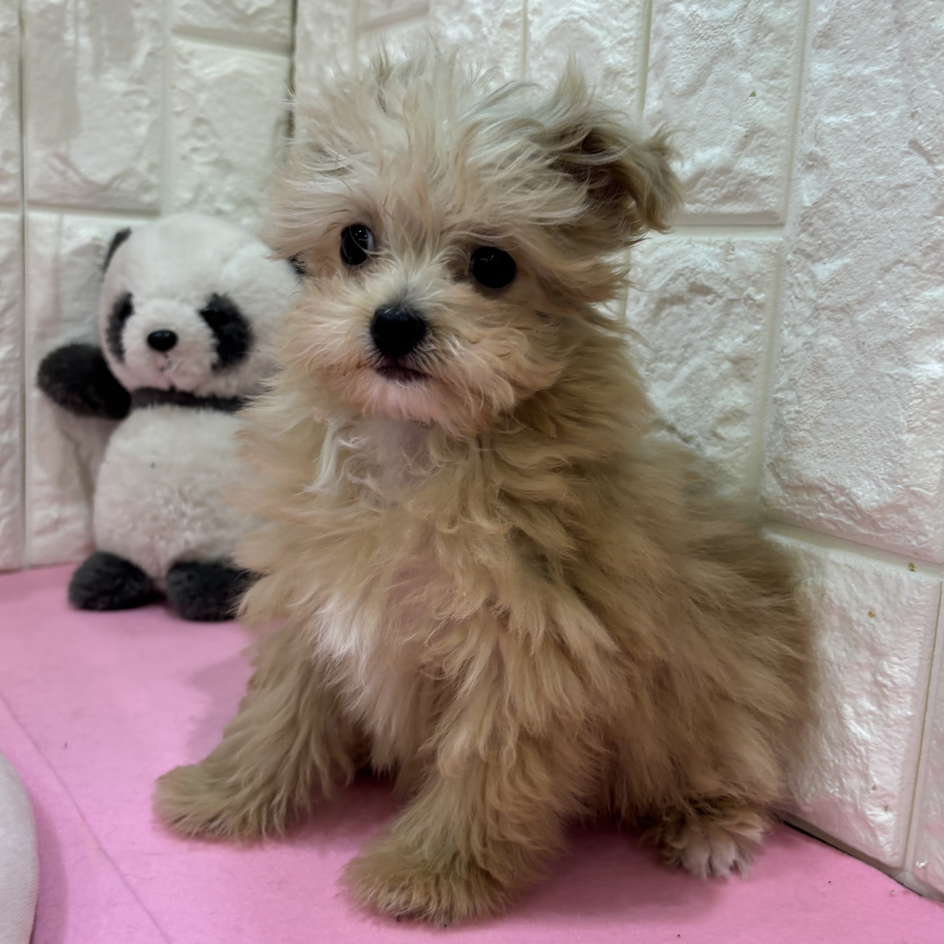 岡山県のチワプー/プーチー(チワワ×プードル) (犬の家＆猫の里倉敷店/2025年11月30日生まれ/男の子/クリーム)の子犬の4枚目の画像