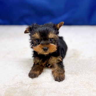 愛知県のヨークシャーテリア (犬の家＆猫の里一宮店/2025年8月19日生まれ/男の子/スチールブルータン)の子犬の4枚目の画像