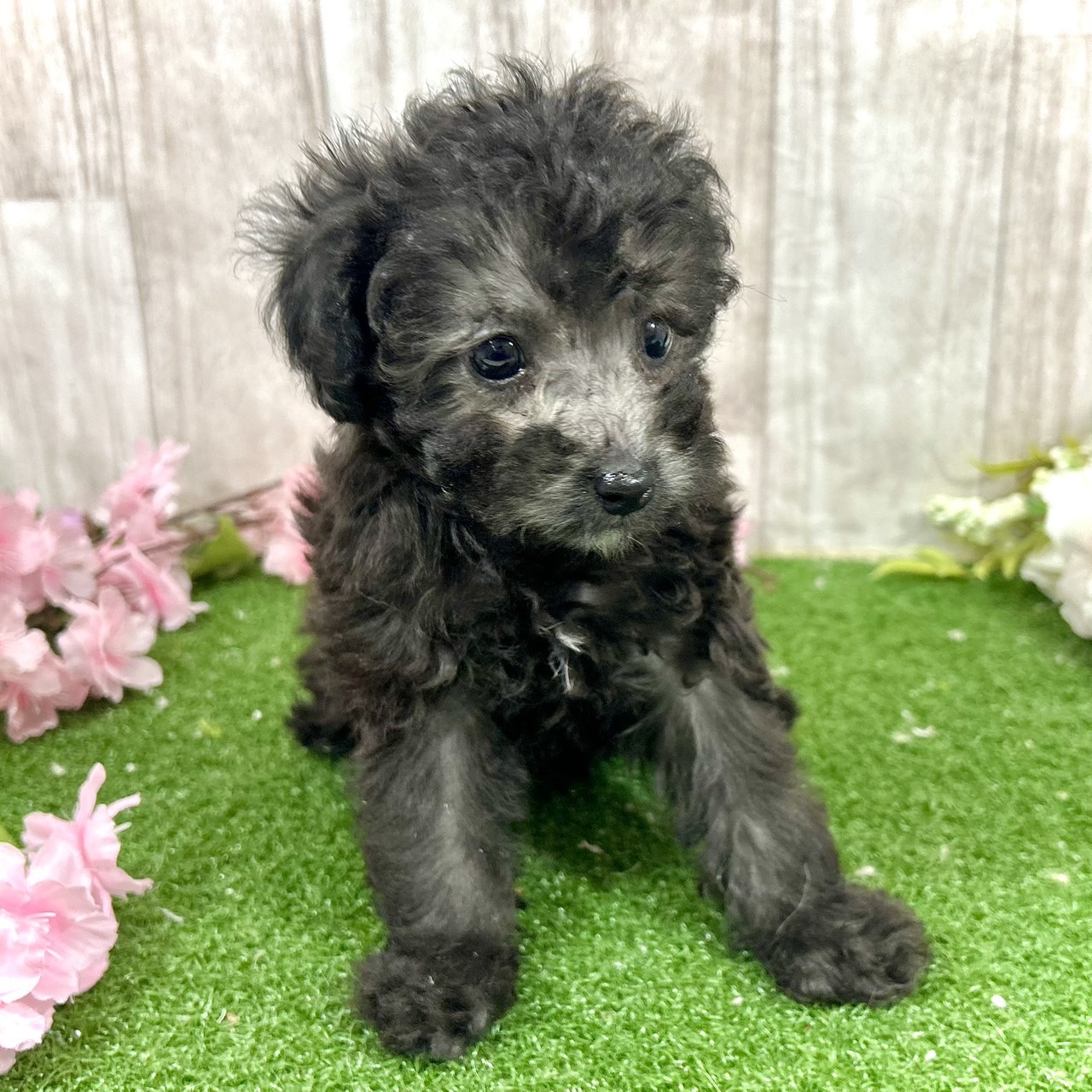 神奈川県のトイプードル(トイ) (犬の家＆猫の里小田原店/2026年2月9日生まれ/女の子/シルバー)の子犬の4枚目の画像