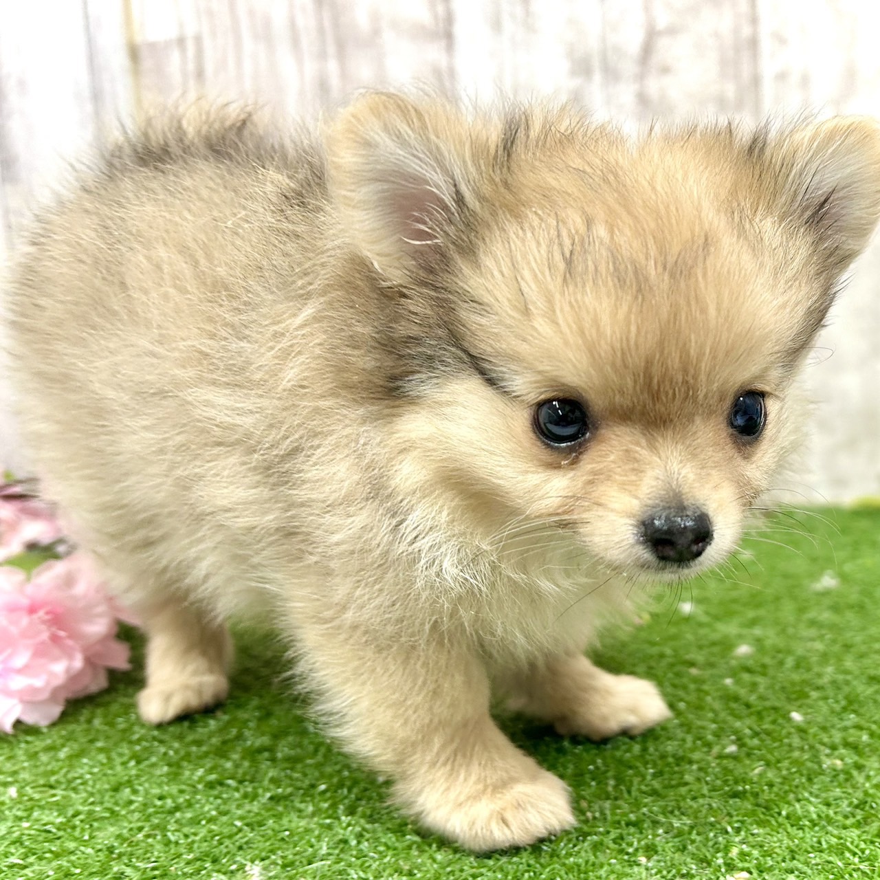 神奈川県のポメチワ/チワポメ/ポメチー(ポメラニアン×チワワ) (犬の家＆猫の里小田原店/2026年2月6日生まれ/女の子/フォーンマール)の子犬の4枚目の画像