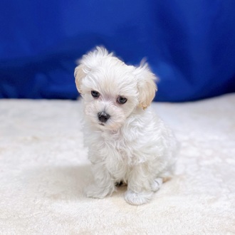 愛知県のマルプー(マルチーズ×プードル) (犬の家＆猫の里一宮店/2025年8月20日生まれ/男の子/クリーム)の子犬の4枚目の画像