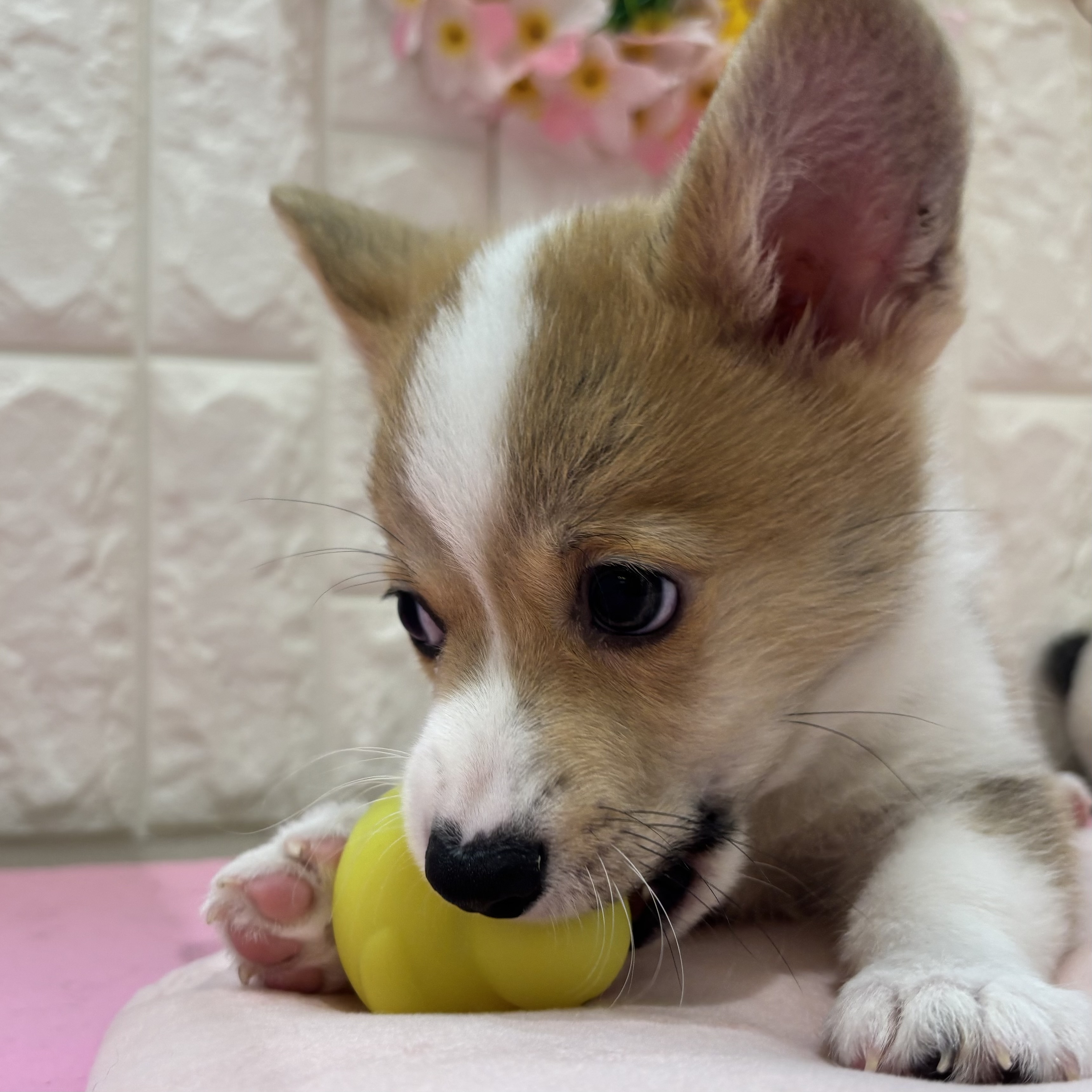 岡山県のウェルシュコーギーペンブローク (犬の家＆猫の里倉敷店/2025年12月6日生まれ/男の子/セーブルホワイト)の子犬の4枚目の画像