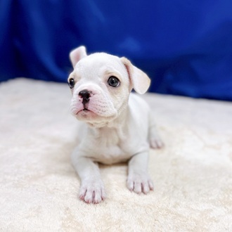 愛知県のフレンチブルドッグ (犬の家＆猫の里一宮店/2025年8月19日生まれ/男の子/クリームホワイト)の子犬の4枚目の画像