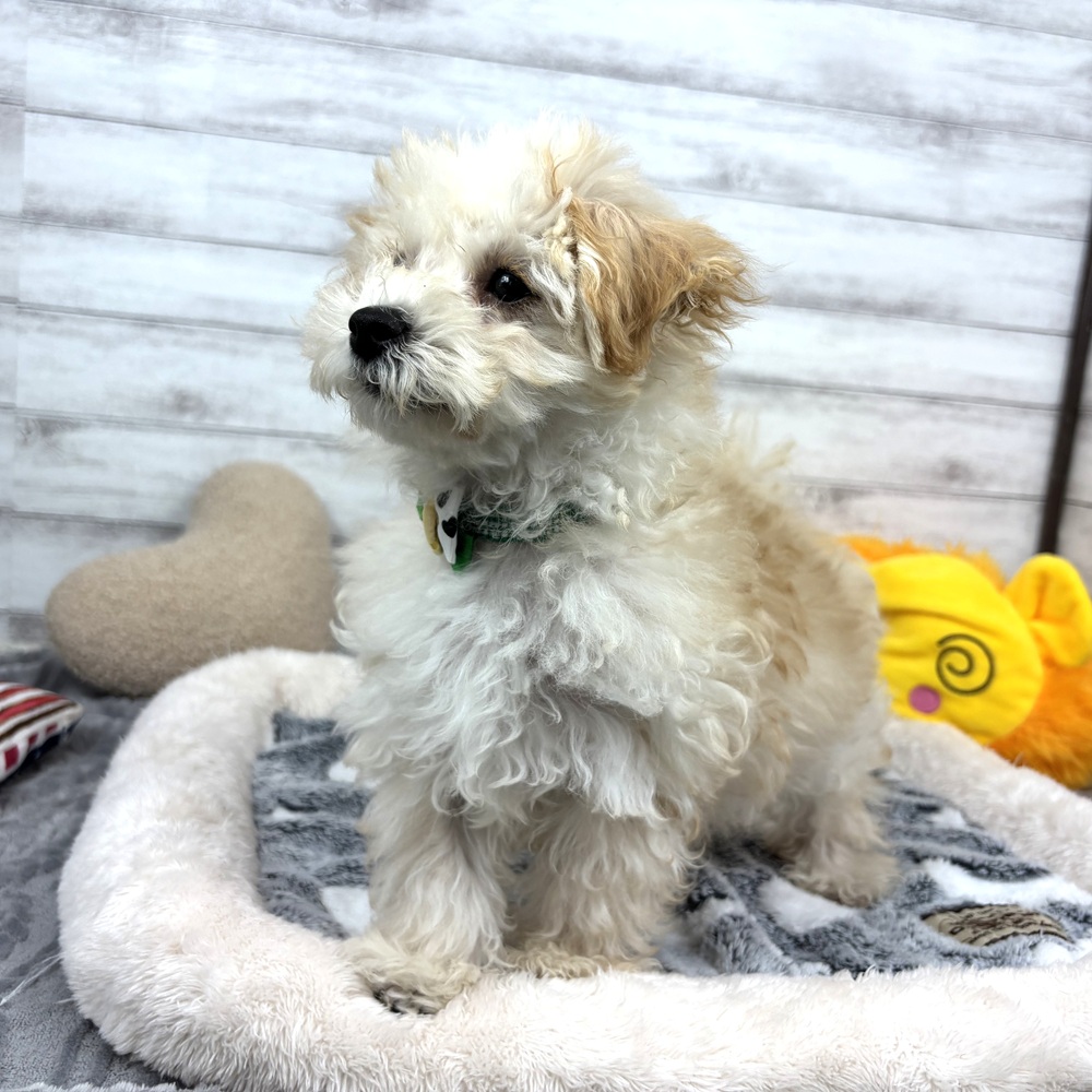 兵庫県のマルプー(マルチーズ×プードル) (犬の家＆猫の里川西店/2026年1月9日生まれ/男の子/クリーム)の子犬の4枚目の画像