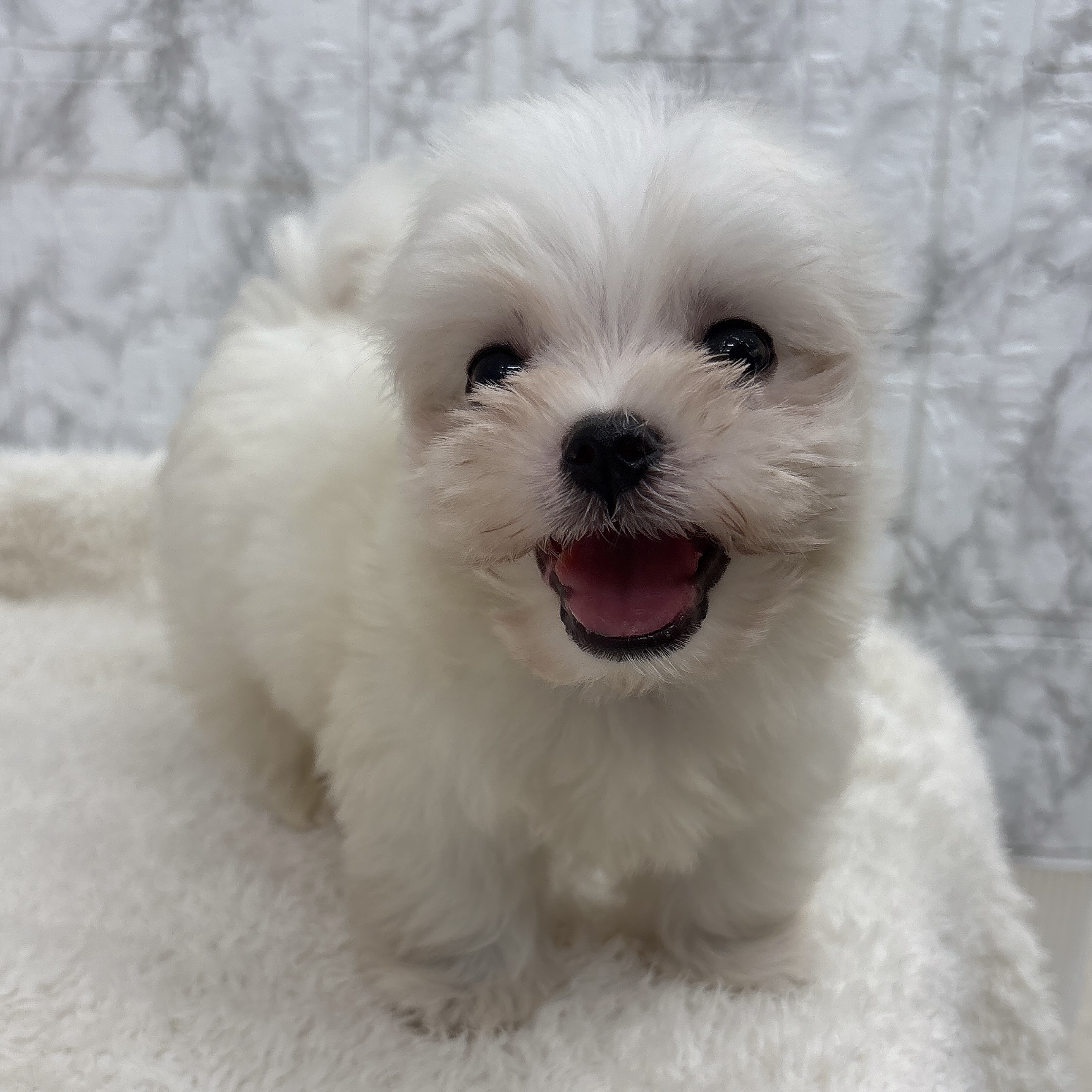 愛知県のマルチーズ (犬の家＆猫の里エアポートウォーク店/2026年6月20日生まれ/男の子/ホワイト)の子犬の4枚目の画像