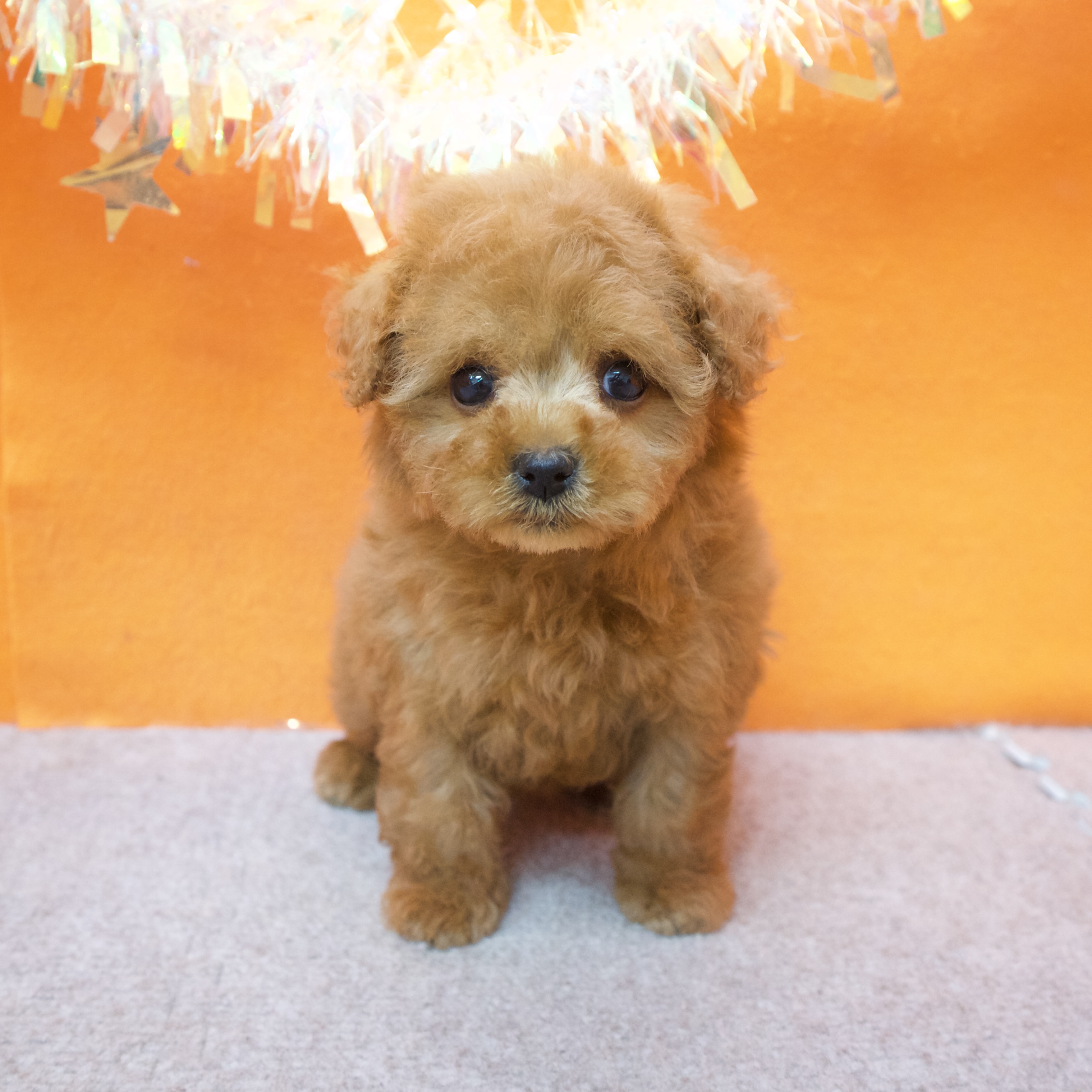 大阪府のトイプードル(タイニー) (犬の家＆猫の里吹田店/2025年12月3日生まれ/女の子/レッドフォーン)の子犬の4枚目の画像